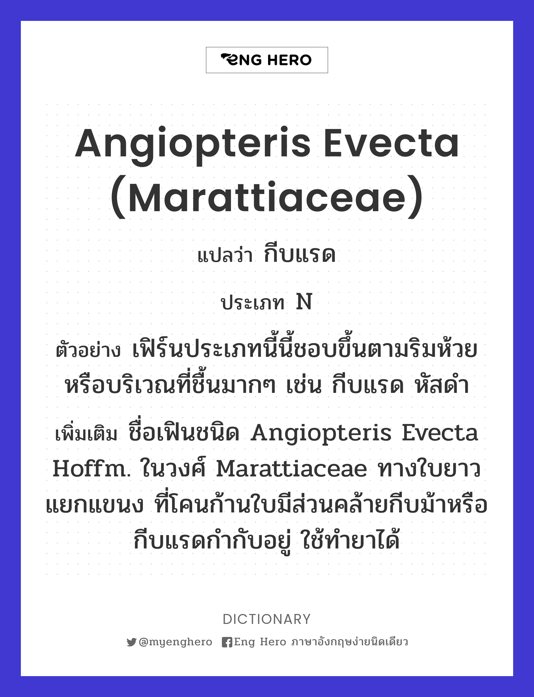Angiopteris evecta (Marattiaceae)