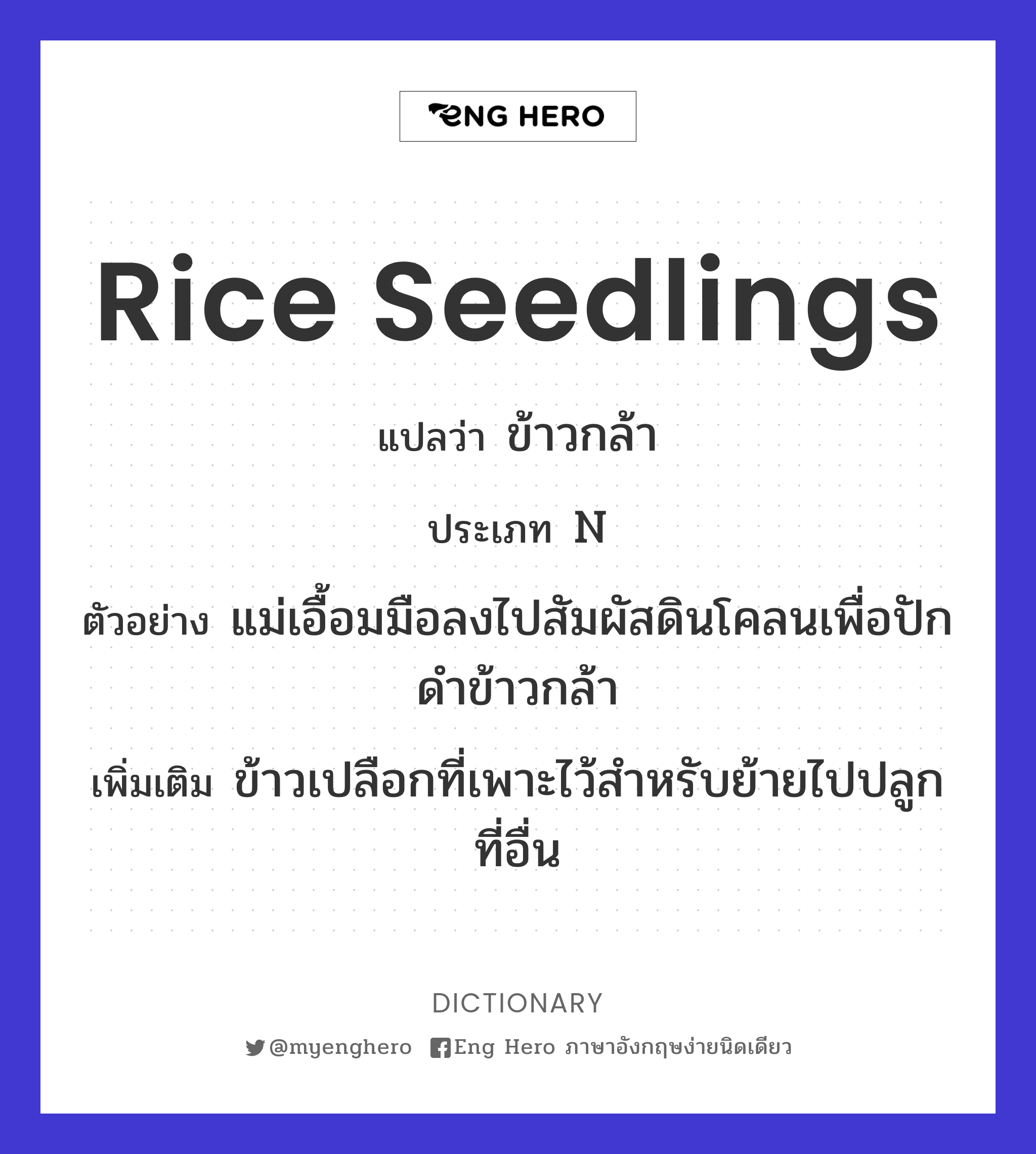 rice seedlings