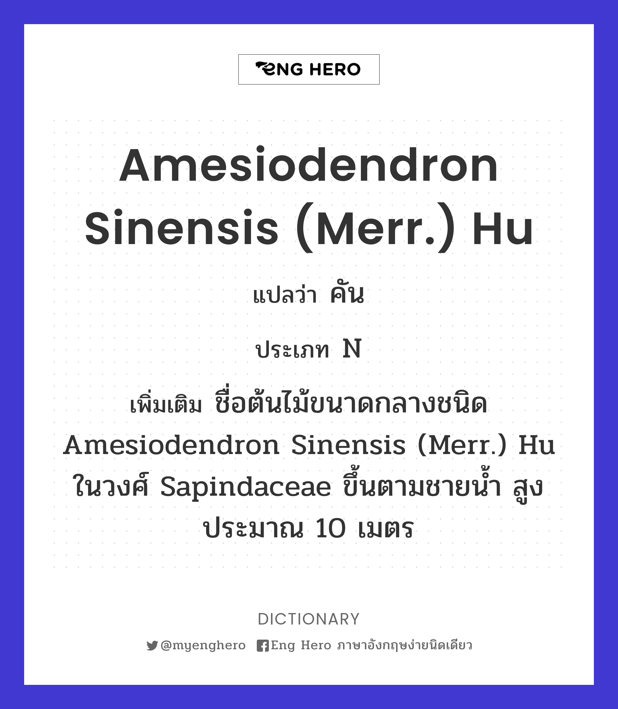 Amesiodendron sinensis (Merr.) Hu
