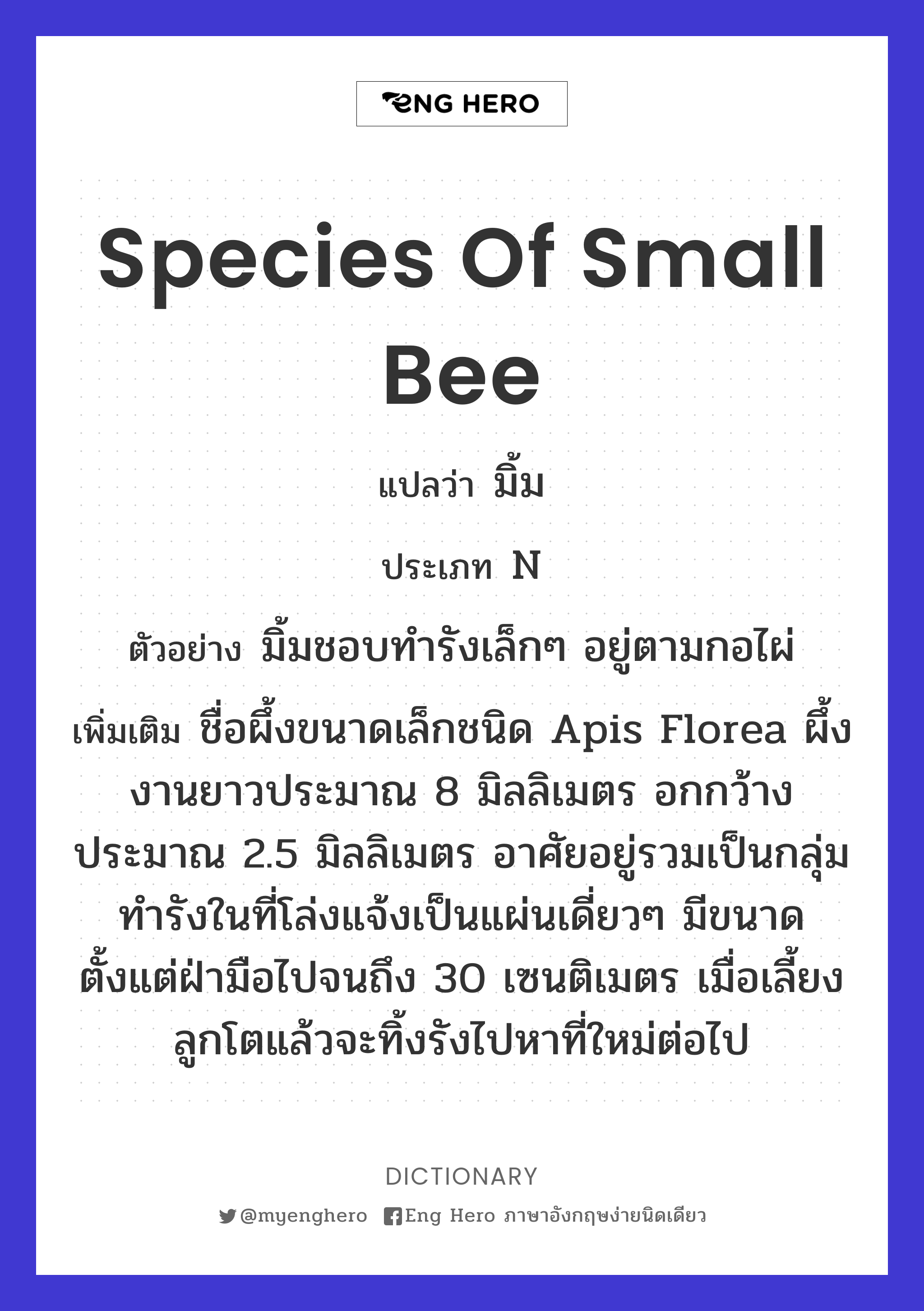 species of small bee