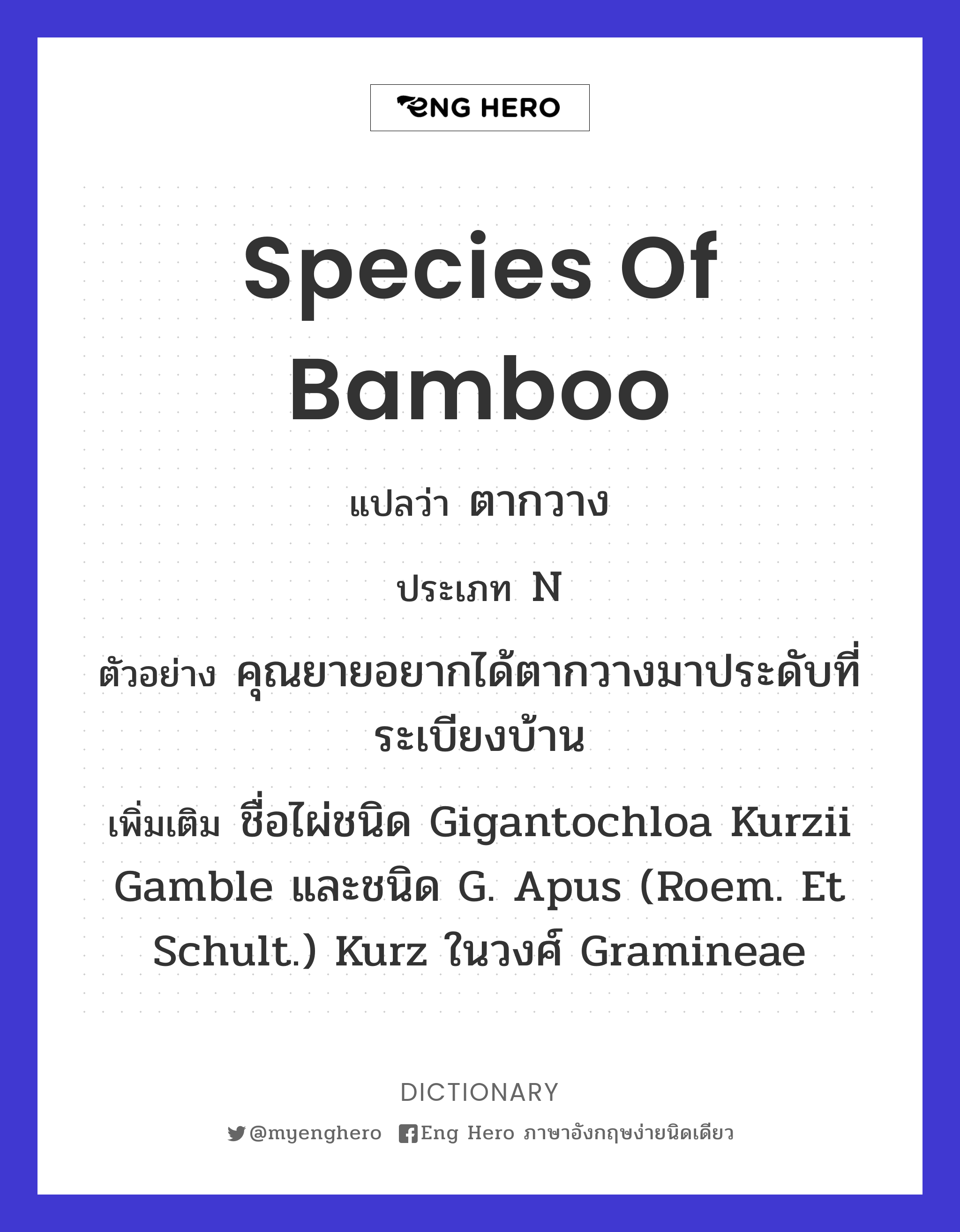 species of bamboo