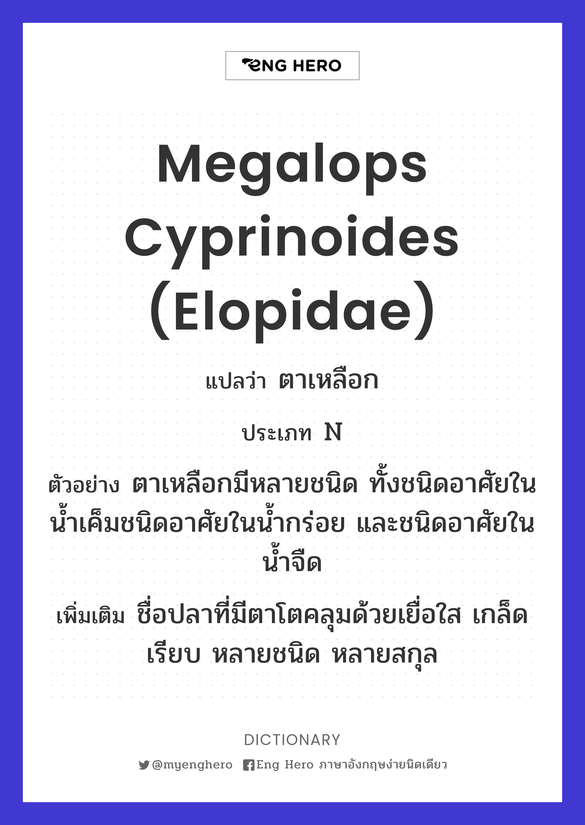 Megalops cyprinoides (Elopidae)