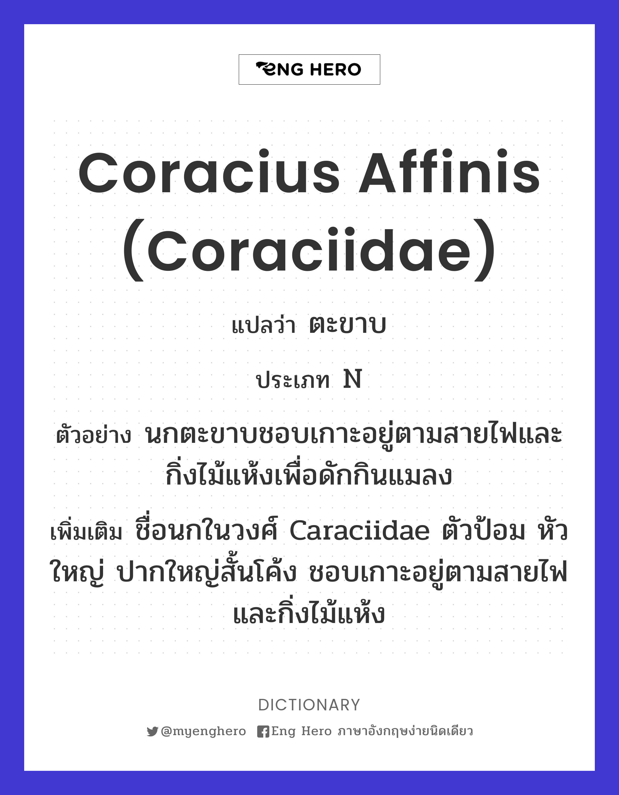 Coracius affinis (Coraciidae)