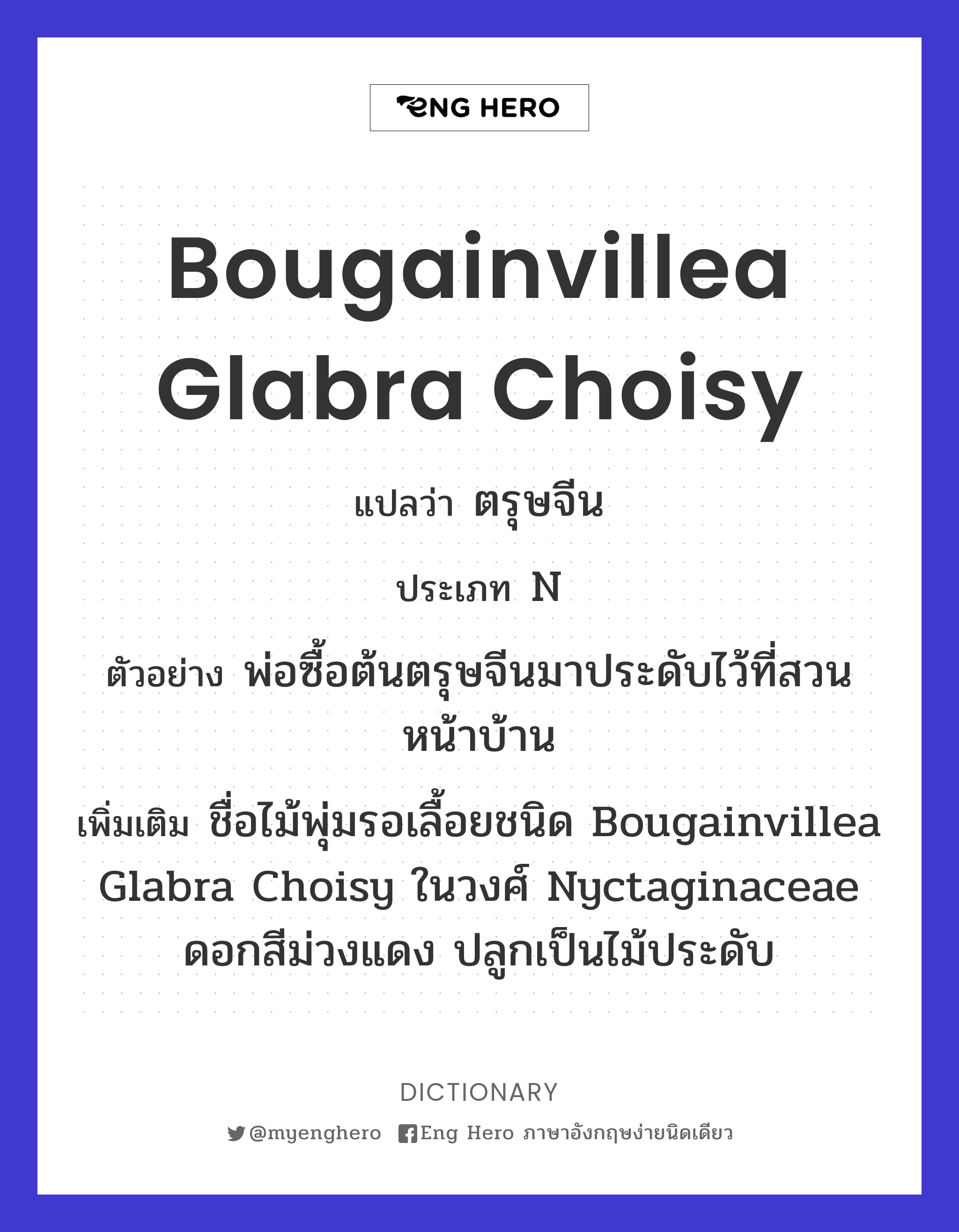 Bougainvillea glabra Choisy