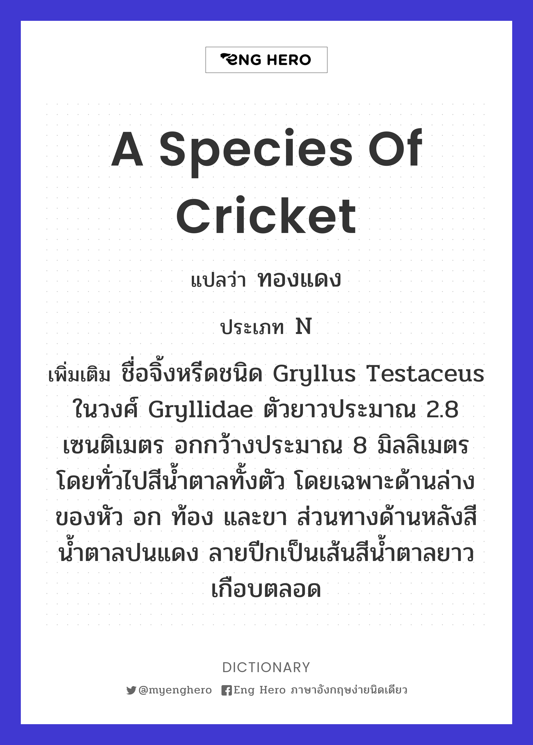 a species of cricket