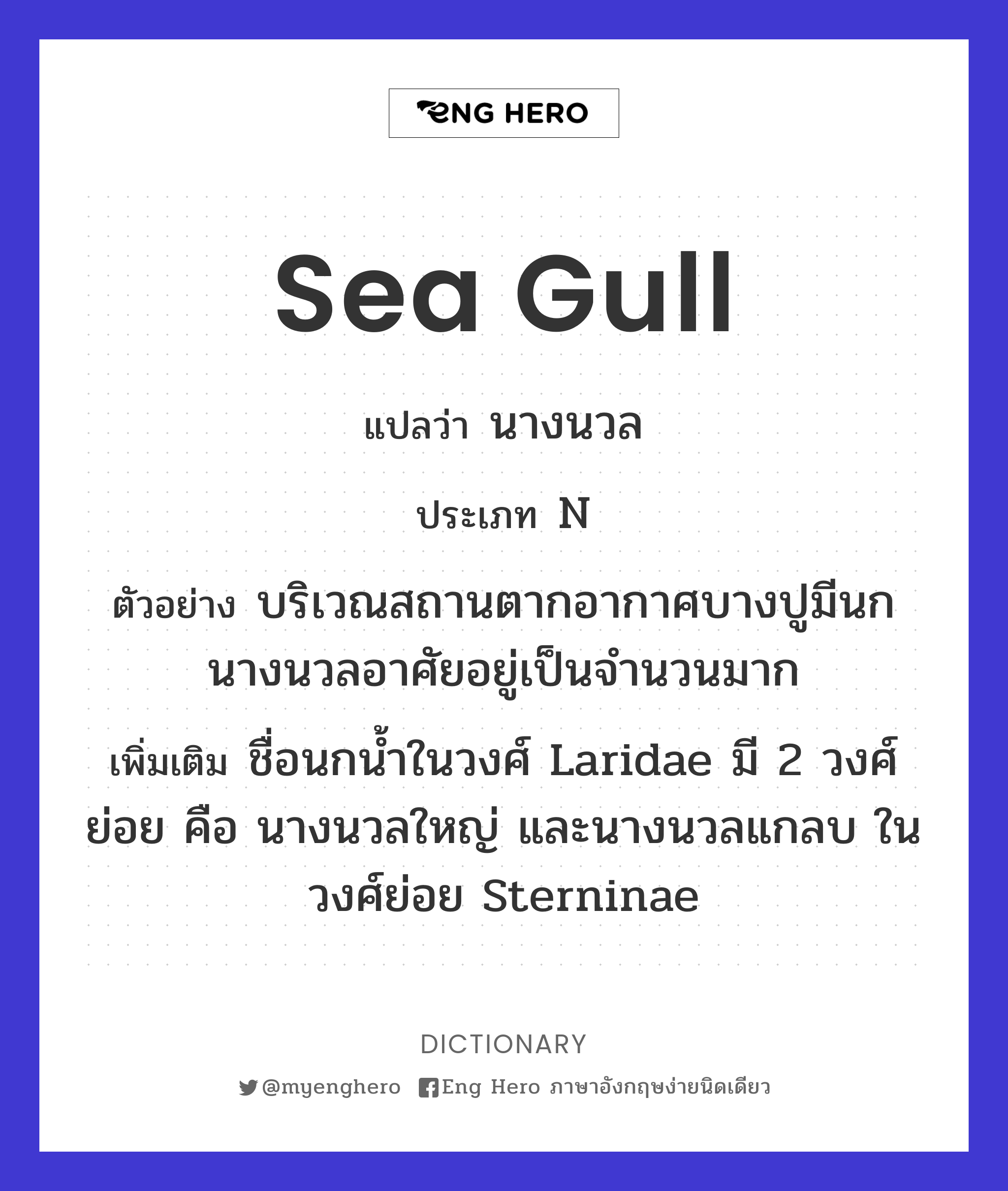 sea gull