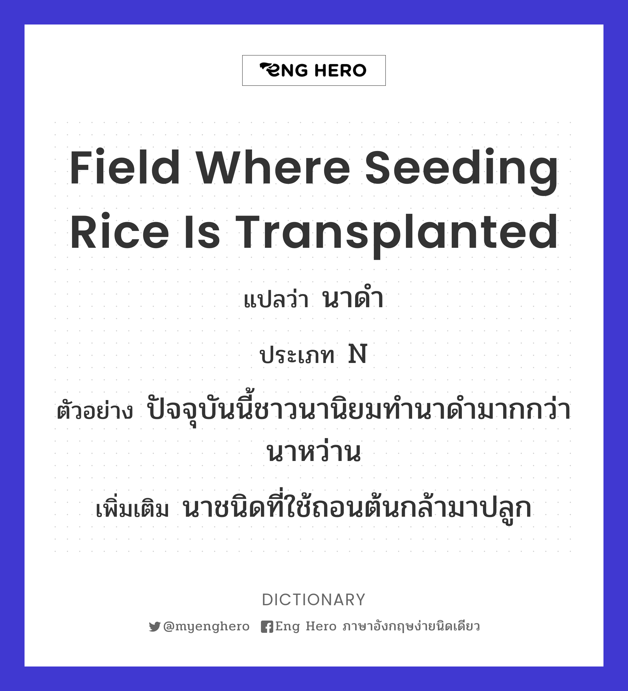 field where seeding rice is transplanted