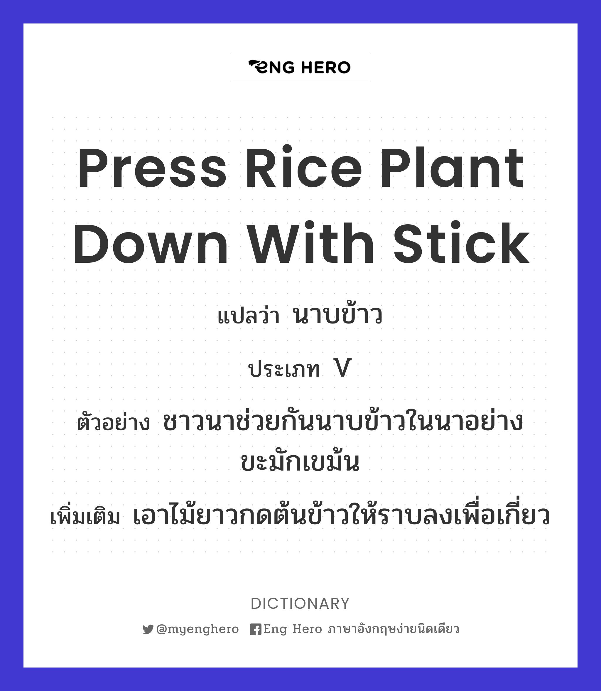 press rice plant down with stick
