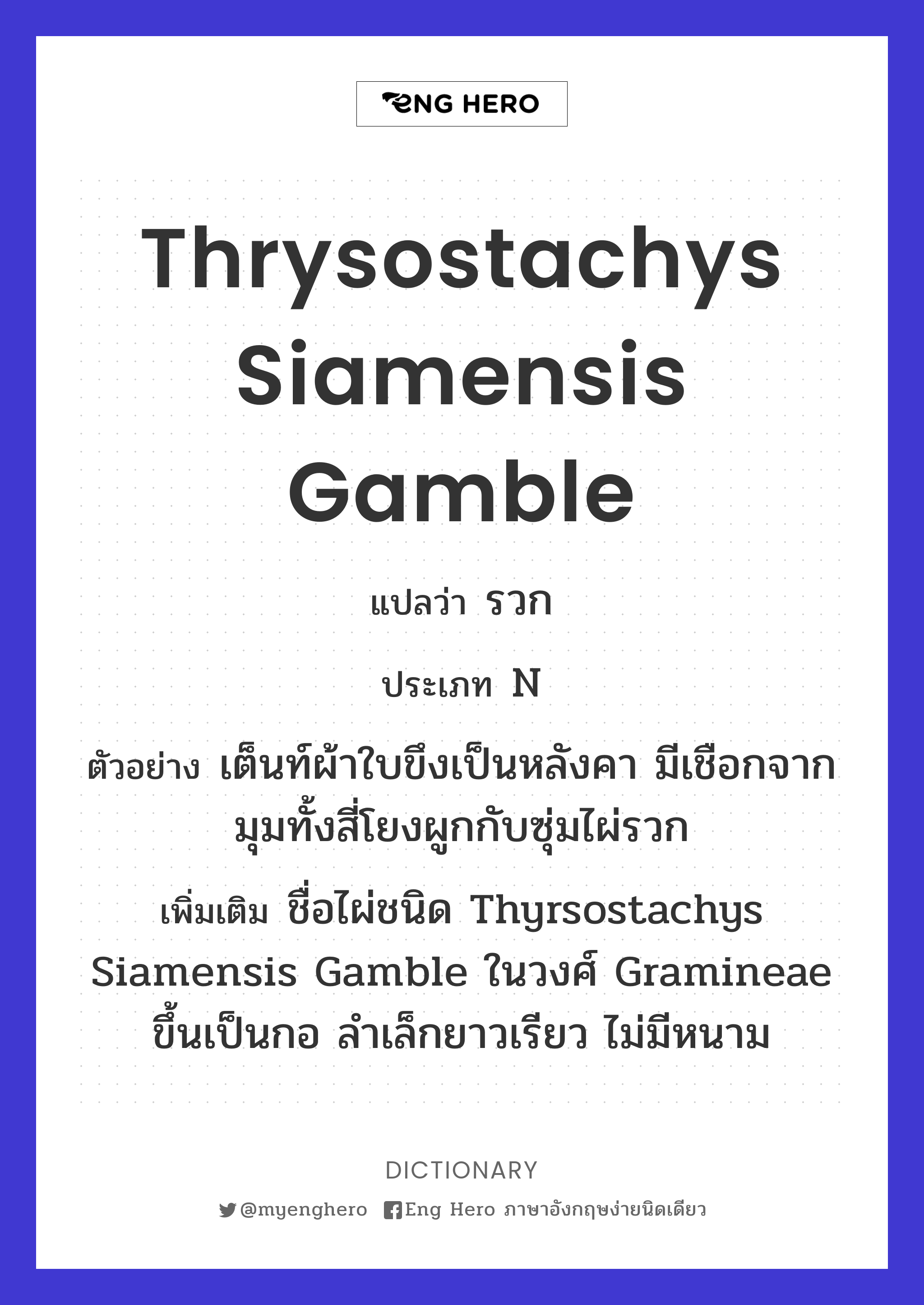 Thrysostachys siamensis Gamble