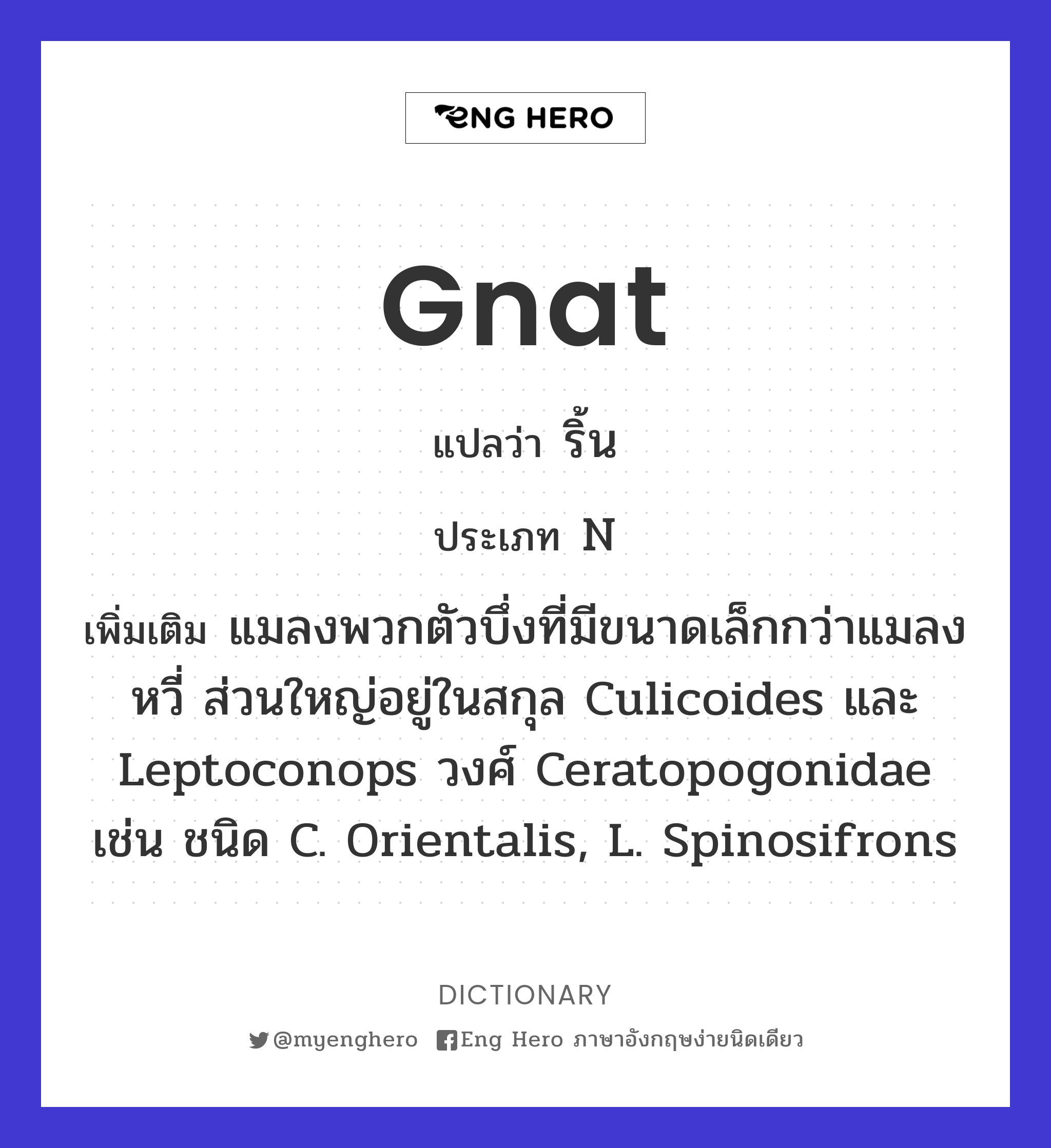 gnat