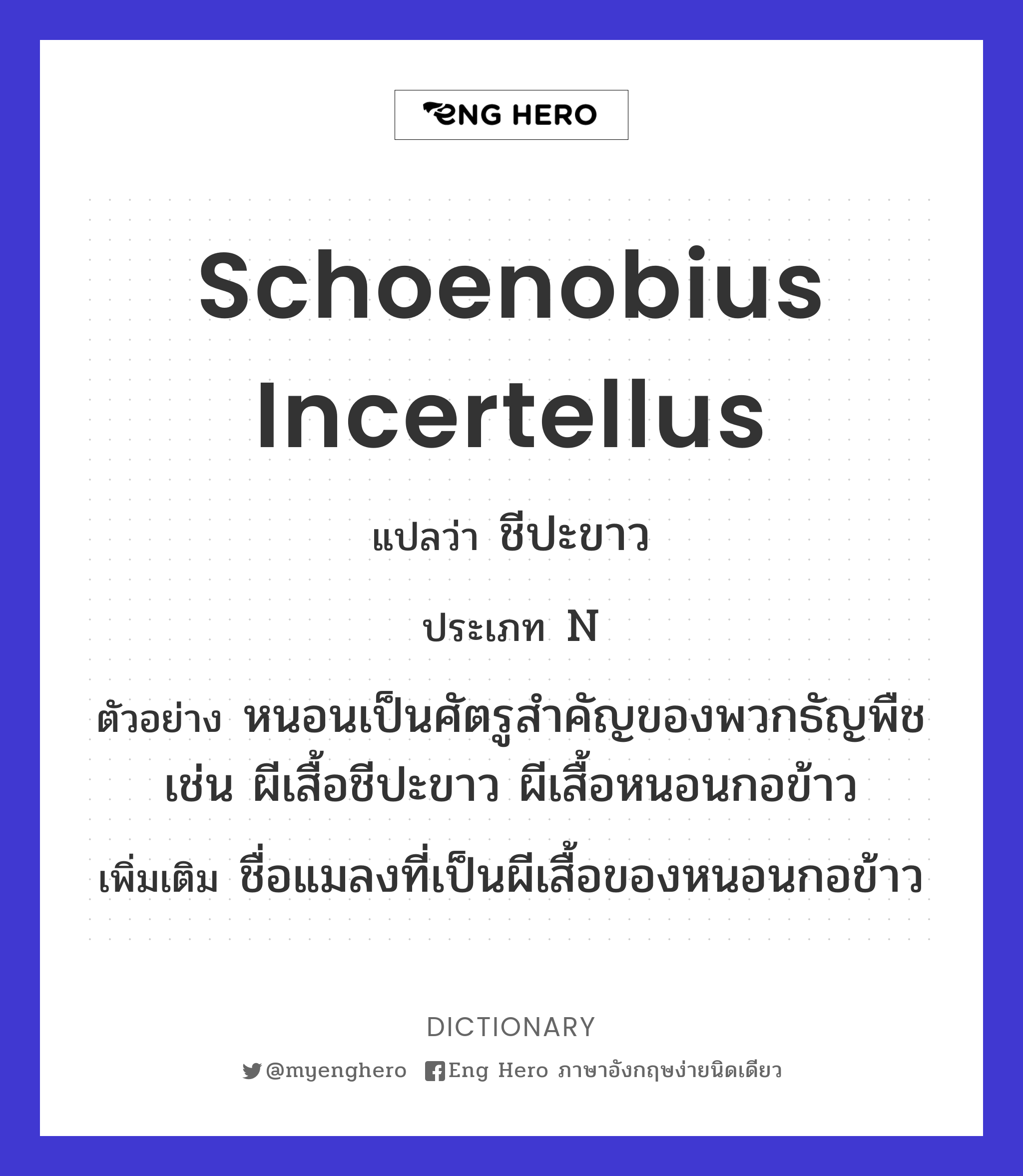 Schoenobius incertellus