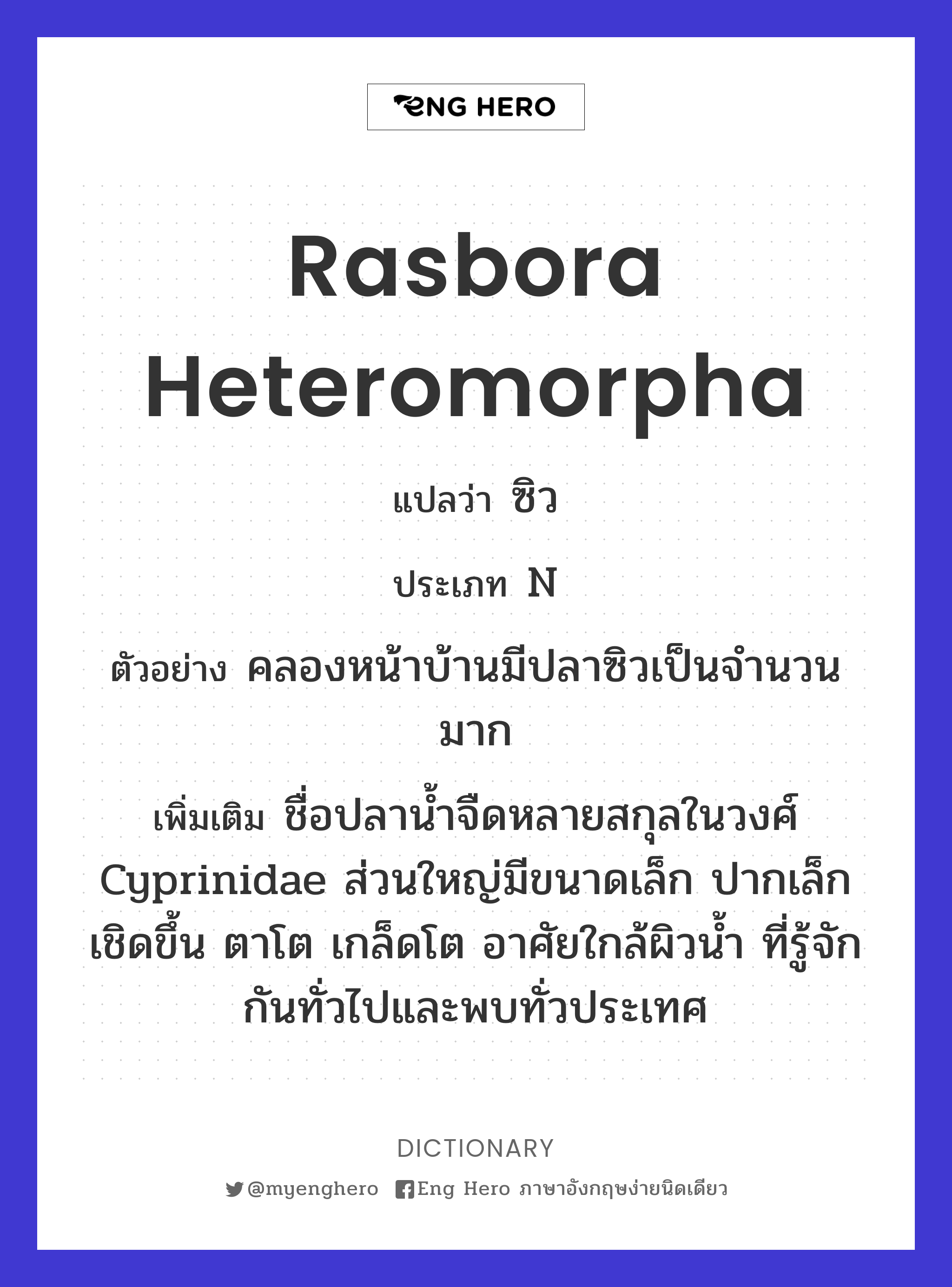 Rasbora Heteromorpha