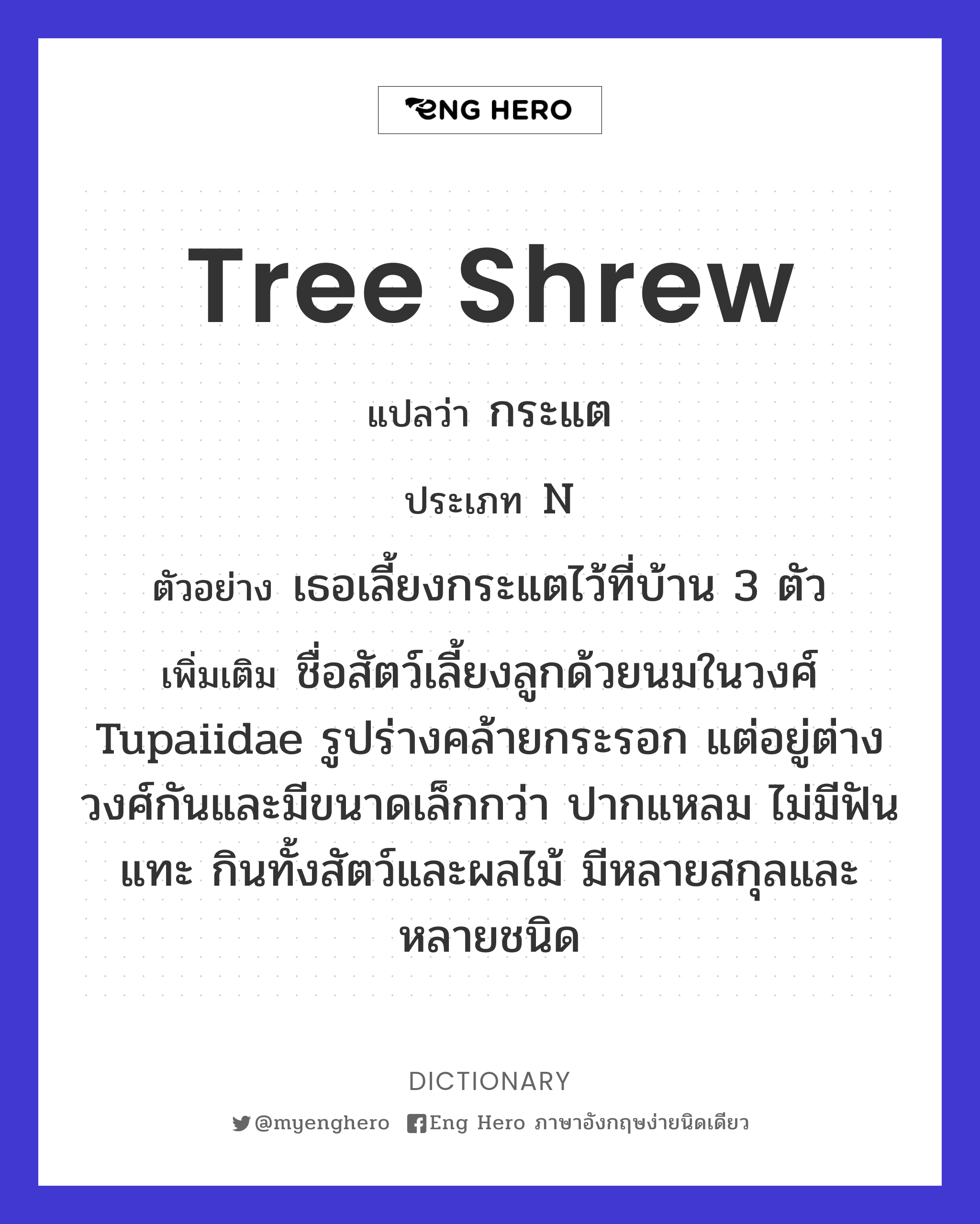 tree shrew