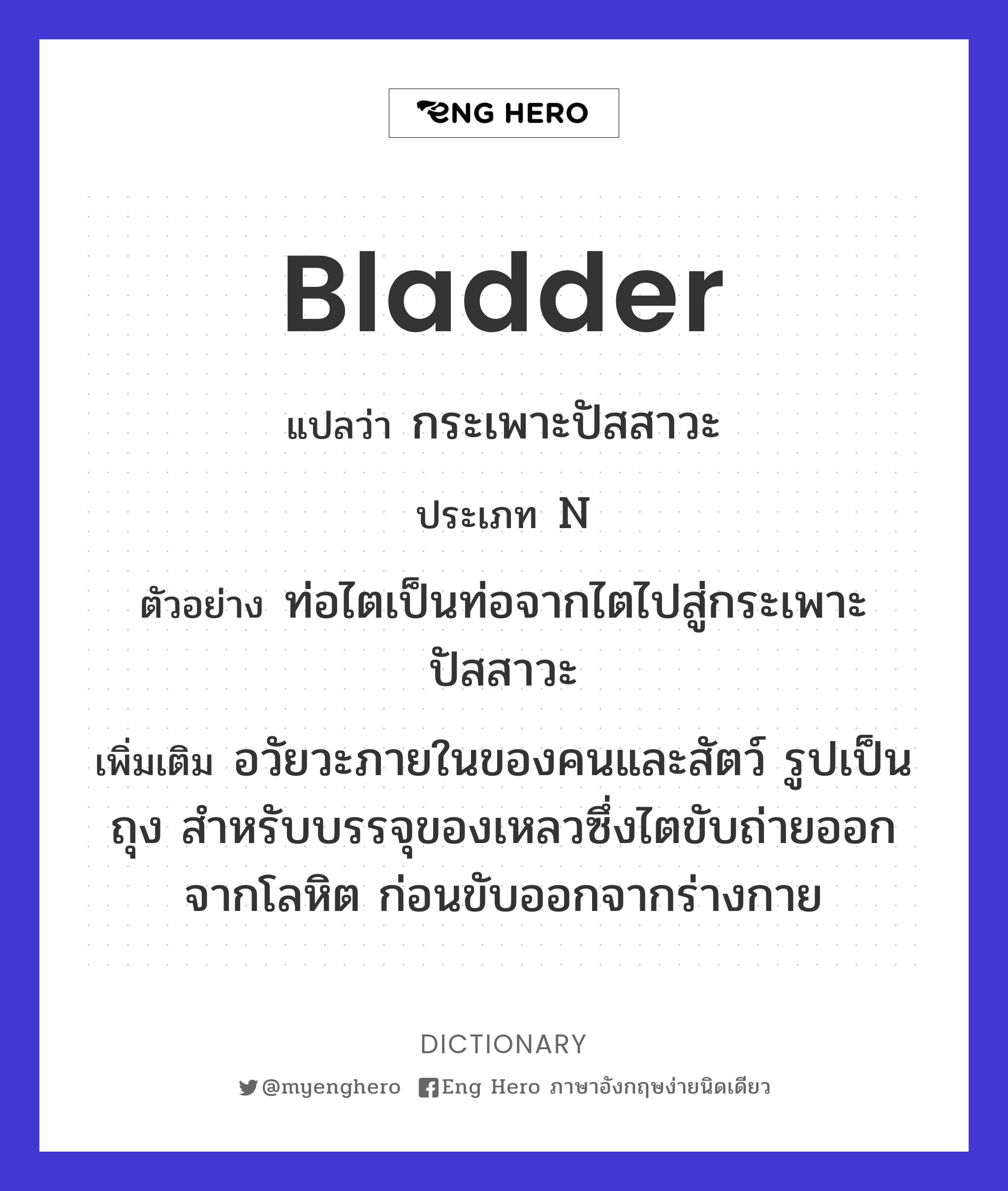 bladder