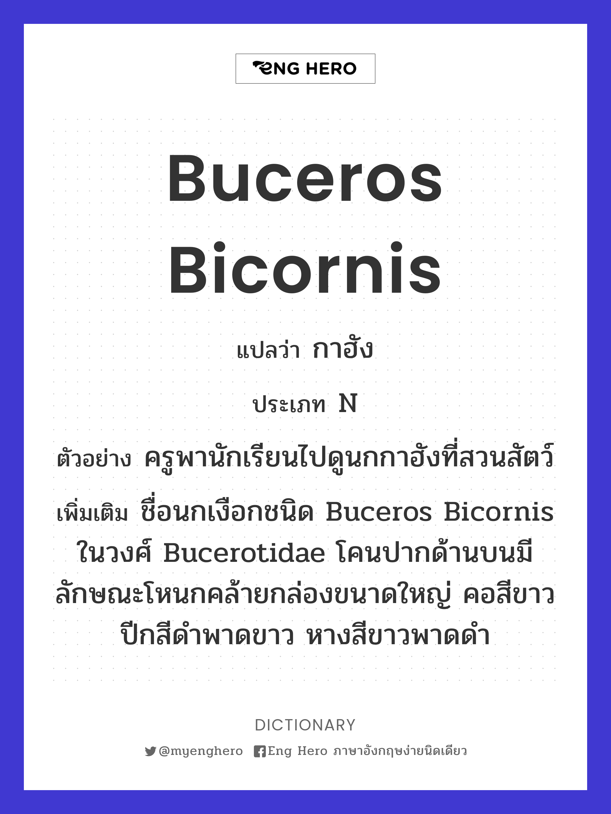 Buceros bicornis