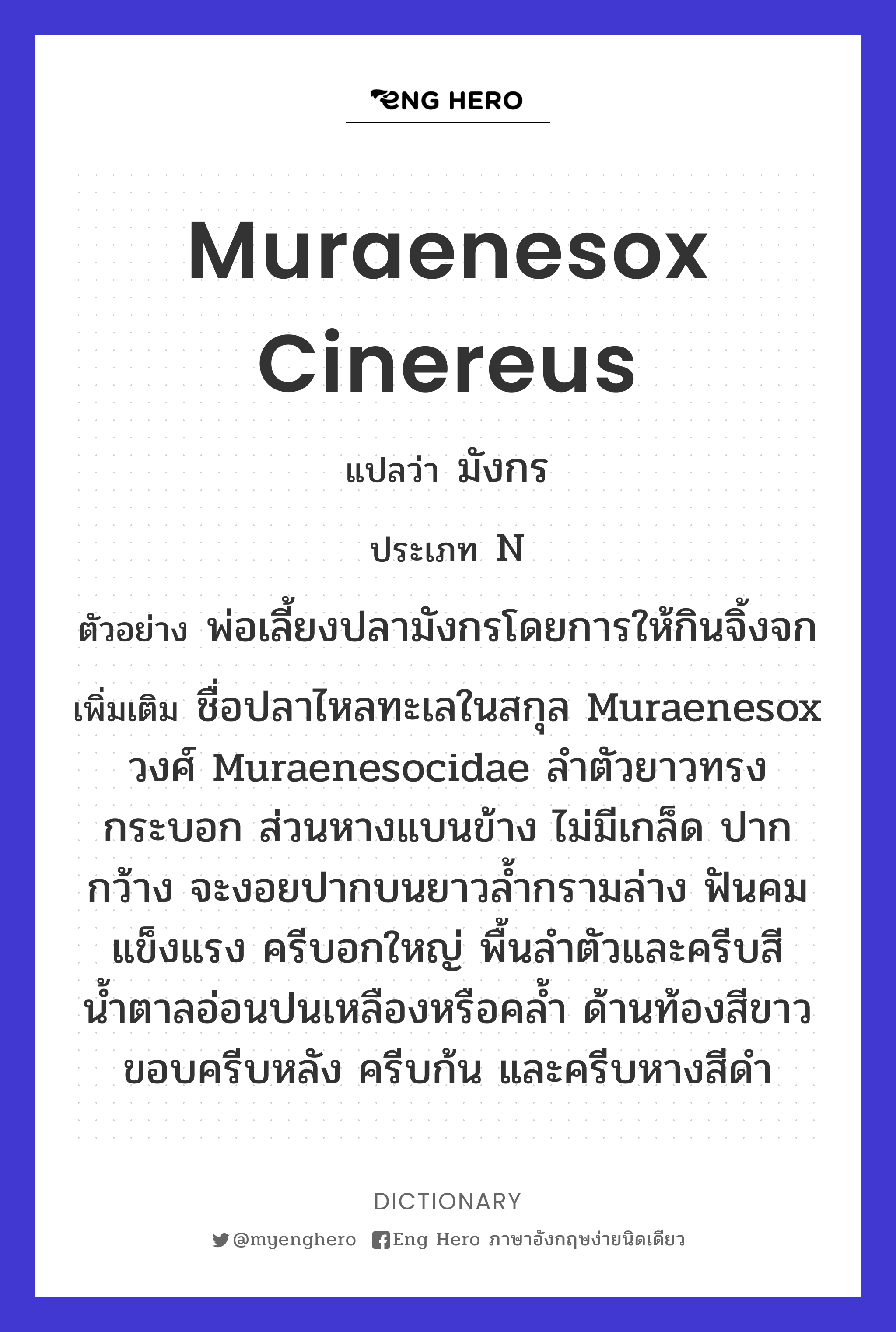 muraenesox cinereus