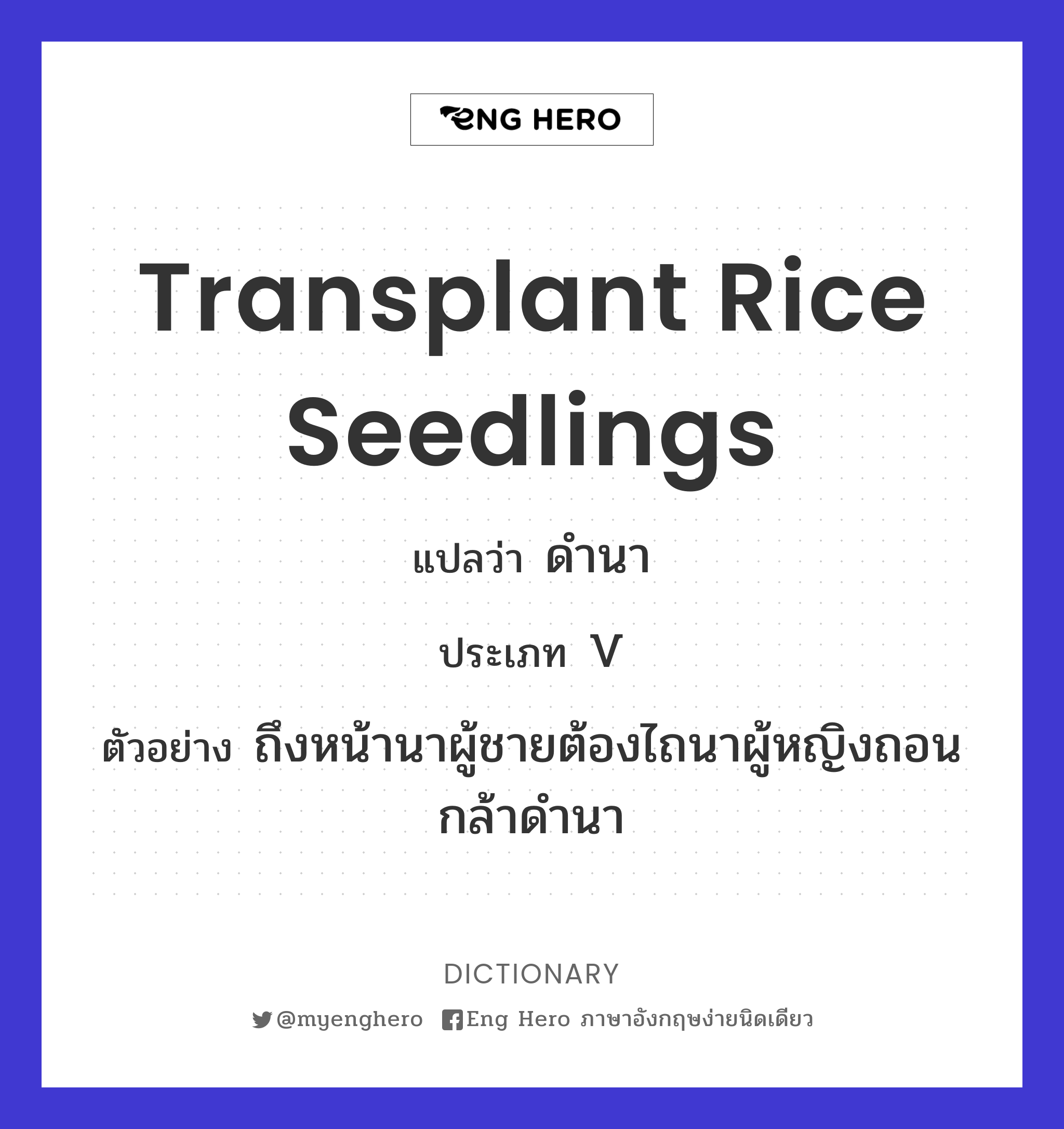 transplant rice seedlings