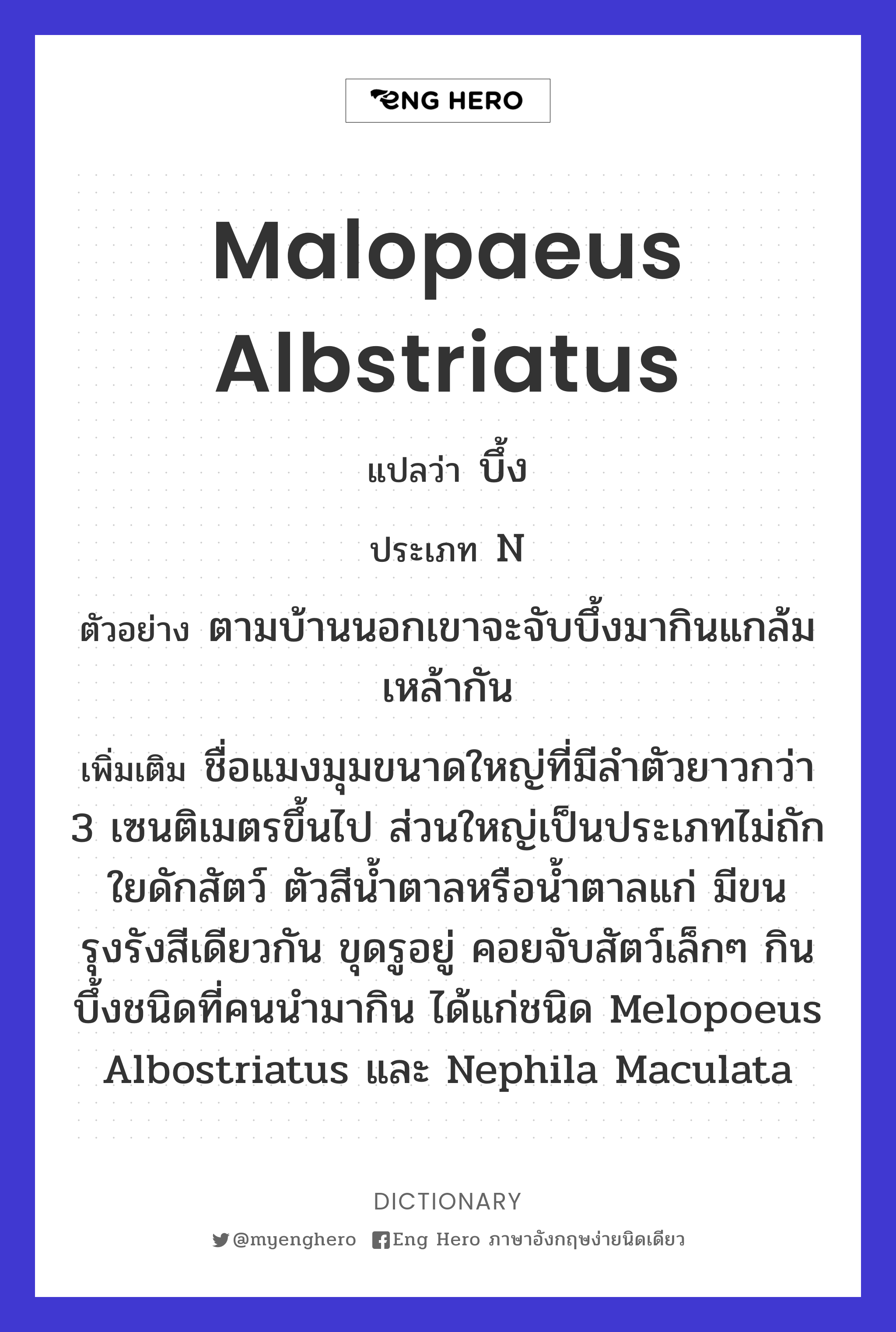 Malopaeus albstriatus