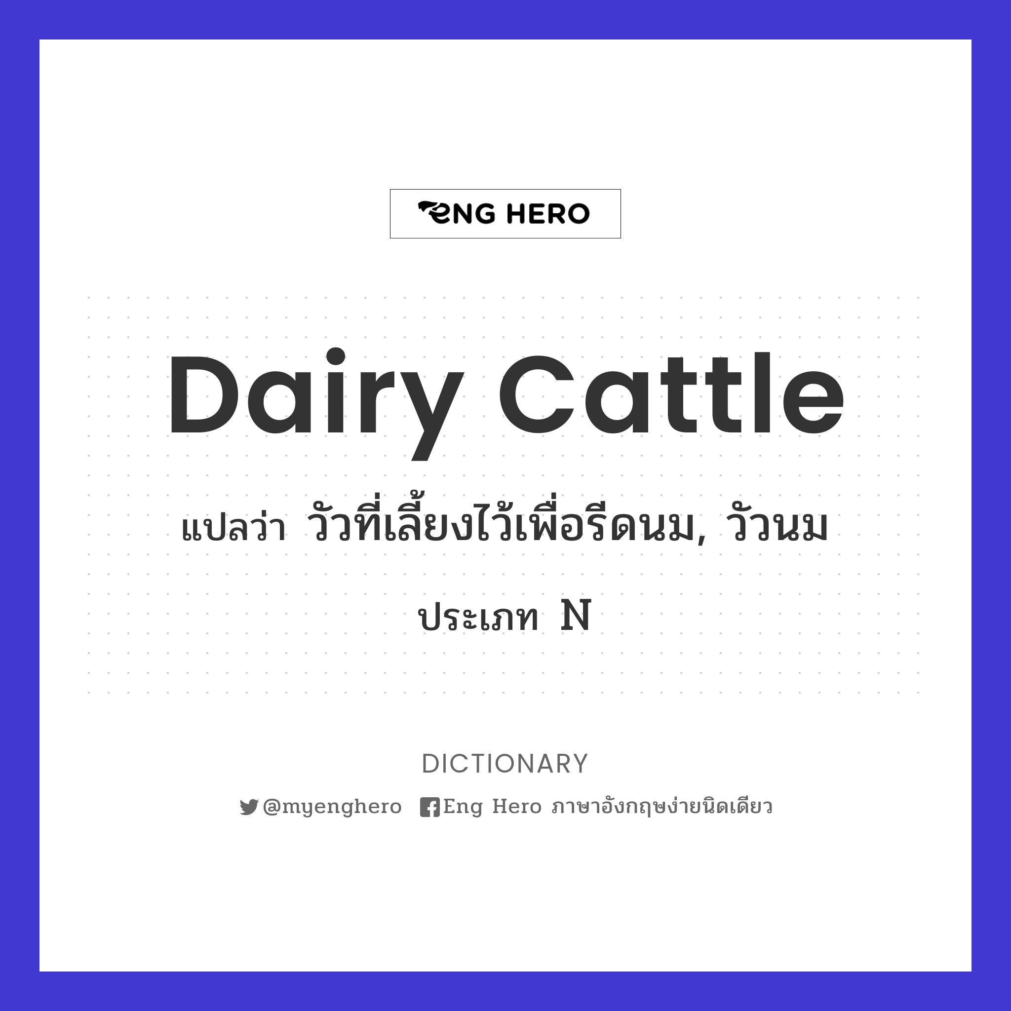 dairy cattle