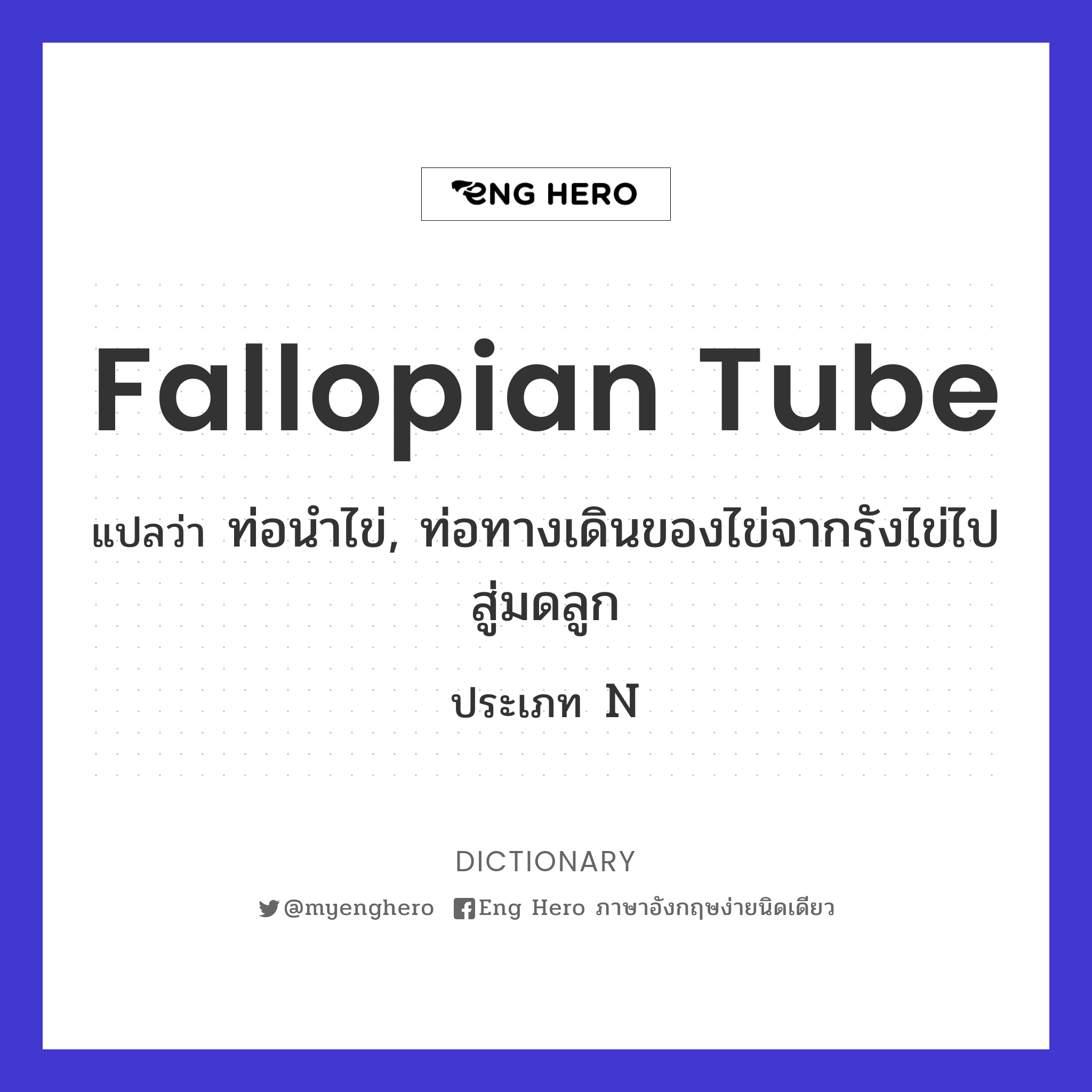 fallopian tube