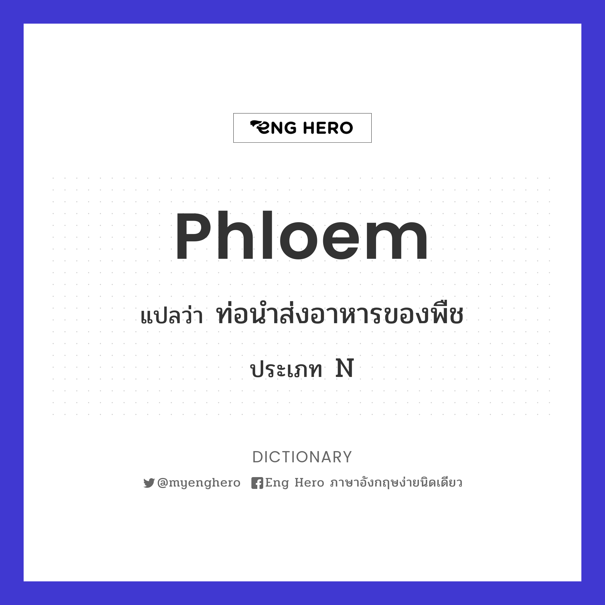 phloem