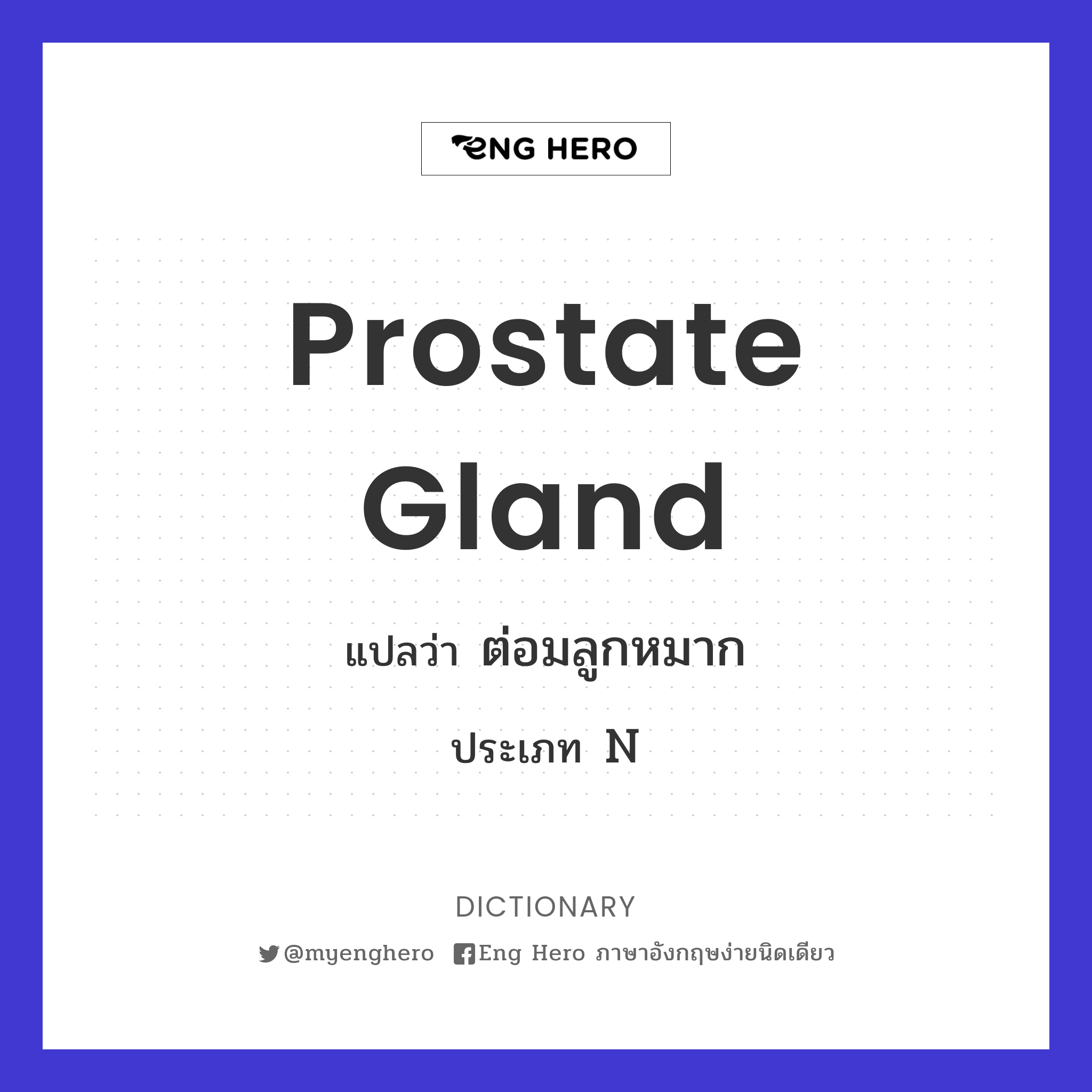 prostate gland