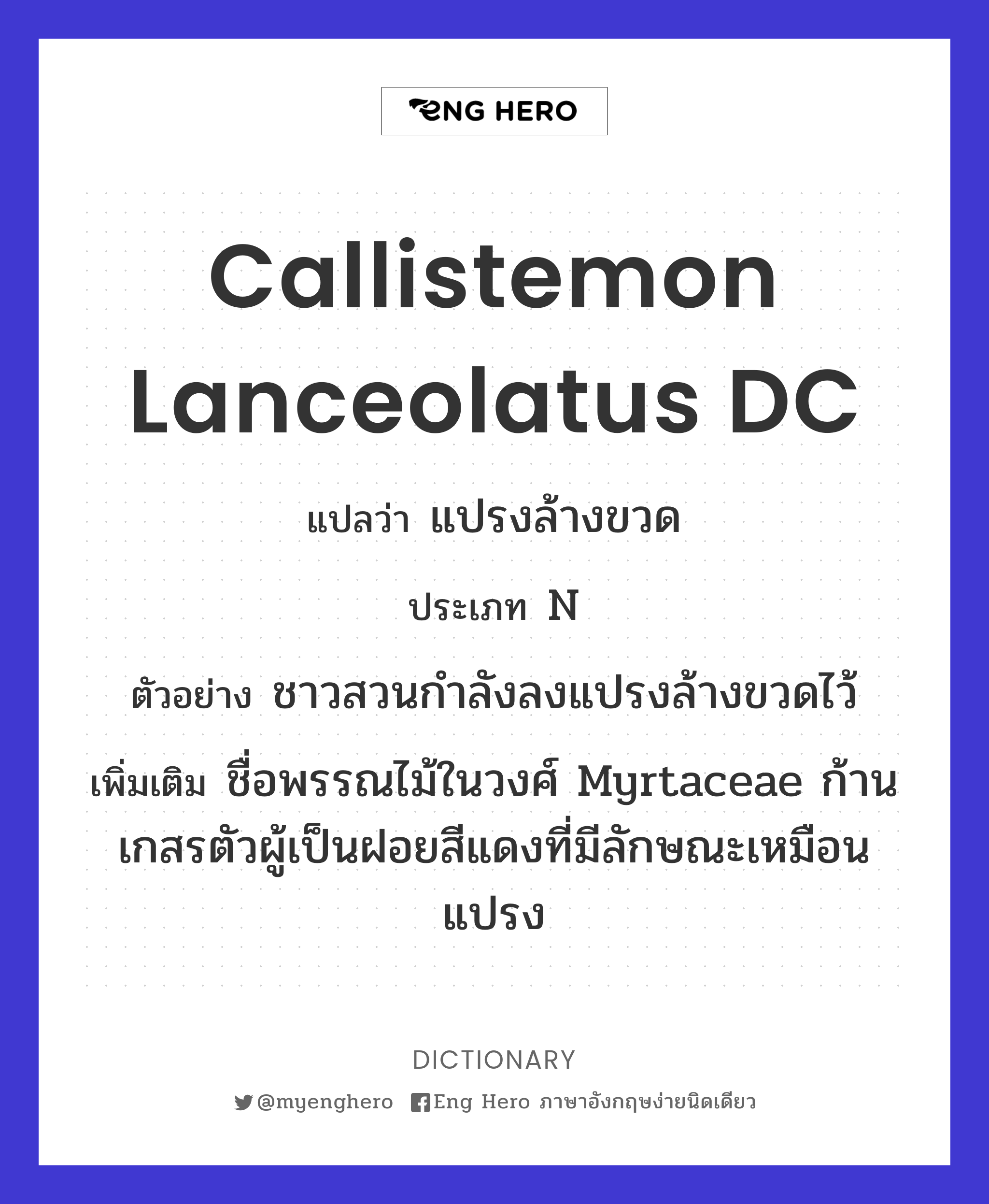 callistemon lanceolatus DC