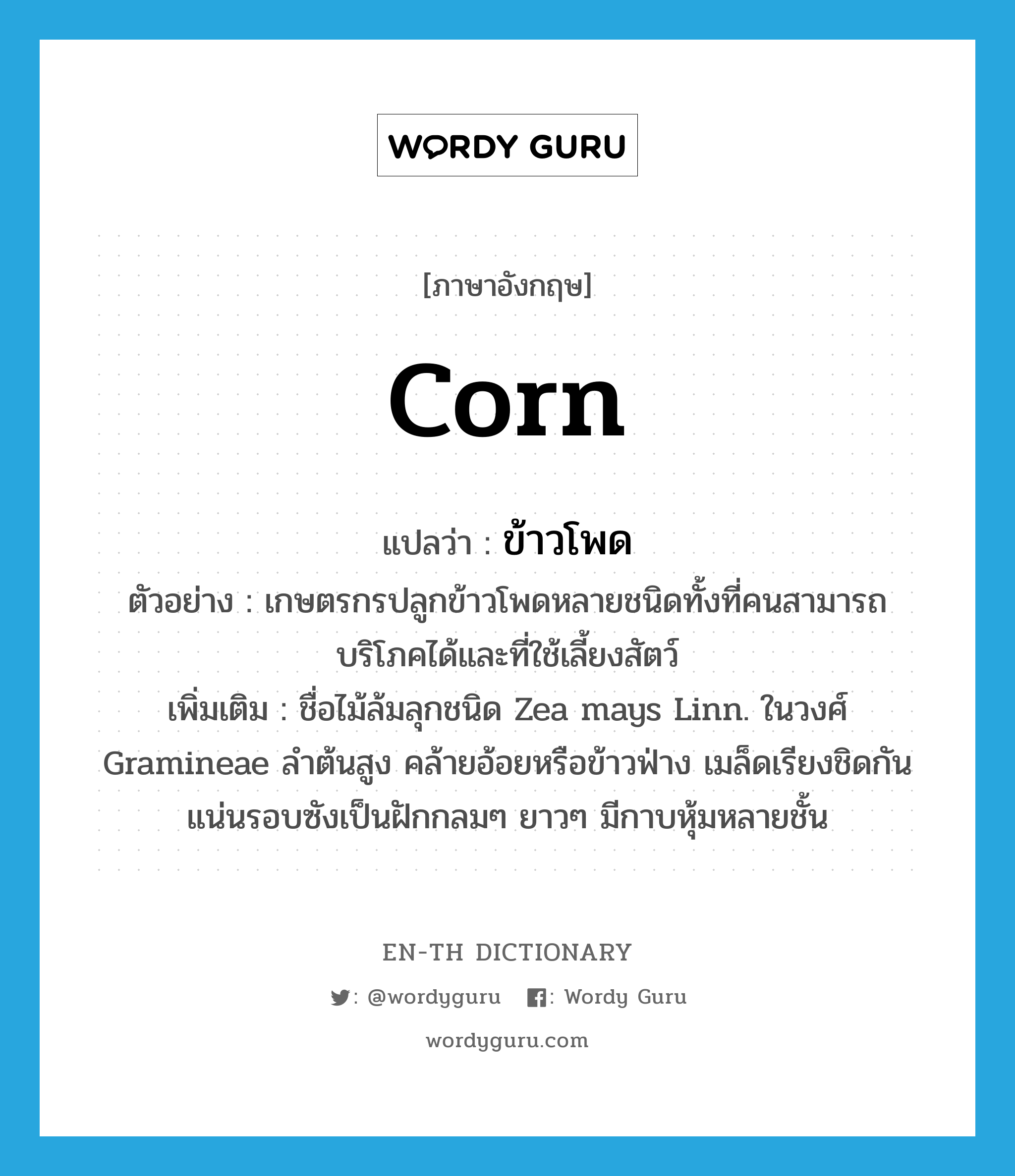 corn แปลว่า?, คำศัพท์ภาษาอังกฤษ corn แปลว่า ข้าวโพด ประเภท N ตัวอย่าง เกษตรกรปลูกข้าวโพดหลายชนิดทั้งที่คนสามารถบริโภคได้และที่ใช้เลี้ยงสัตว์ เพิ่มเติม ชื่อไม้ล้มลุกชนิด Zea mays Linn. ในวงศ์ Gramineae ลำต้นสูง คล้ายอ้อยหรือข้าวฟ่าง เมล็ดเรียงชิดกันแน่นรอบซังเป็นฝักกลมๆ ยาวๆ มีกาบหุ้มหลายชั้น หมวด N