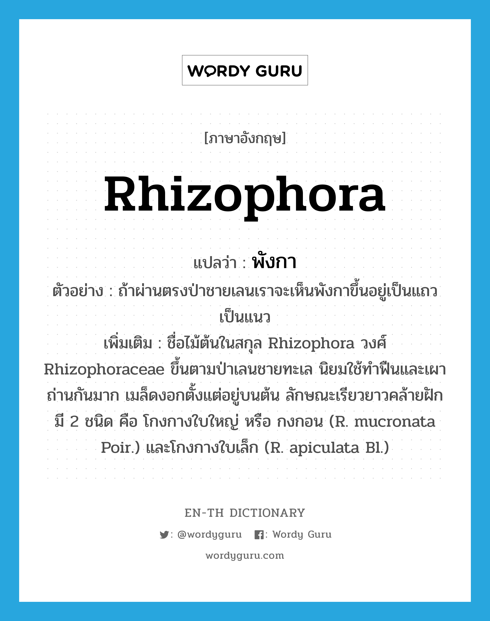 Rhizophora แปลว่า?, คำศัพท์ภาษาอังกฤษ Rhizophora แปลว่า พังกา ประเภท N ตัวอย่าง ถ้าผ่านตรงป่าชายเลนเราจะเห็นพังกาขึ้นอยู่เป็นแถวเป็นแนว เพิ่มเติม ชื่อไม้ต้นในสกุล Rhizophora วงศ์ Rhizophoraceae ขึ้นตามป่าเลนชายทะเล นิยมใช้ทำฟืนและเผาถ่านกันมาก เมล็ดงอกตั้งแต่อยู่บนต้น ลักษณะเรียวยาวคล้ายฝัก มี 2 ชนิด คือ โกงกางใบใหญ่ หรือ กงกอน (R. mucronata Poir.) และโกงกางใบเล็ก (R. apiculata Bl.) หมวด N