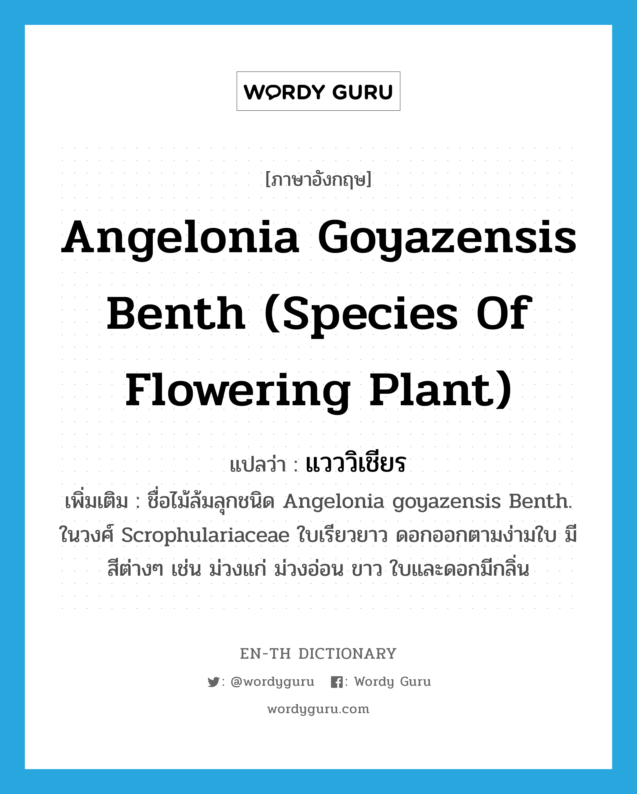 Angelonia goyazensis Benth (species of flowering plant) แปลว่า?, คำศัพท์ภาษาอังกฤษ Angelonia goyazensis Benth (species of flowering plant) แปลว่า แวววิเชียร ประเภท N เพิ่มเติม ชื่อไม้ล้มลุกชนิด Angelonia goyazensis Benth. ในวงศ์ Scrophulariaceae ใบเรียวยาว ดอกออกตามง่ามใบ มีสีต่างๆ เช่น ม่วงแก่ ม่วงอ่อน ขาว ใบและดอกมีกลิ่น หมวด N