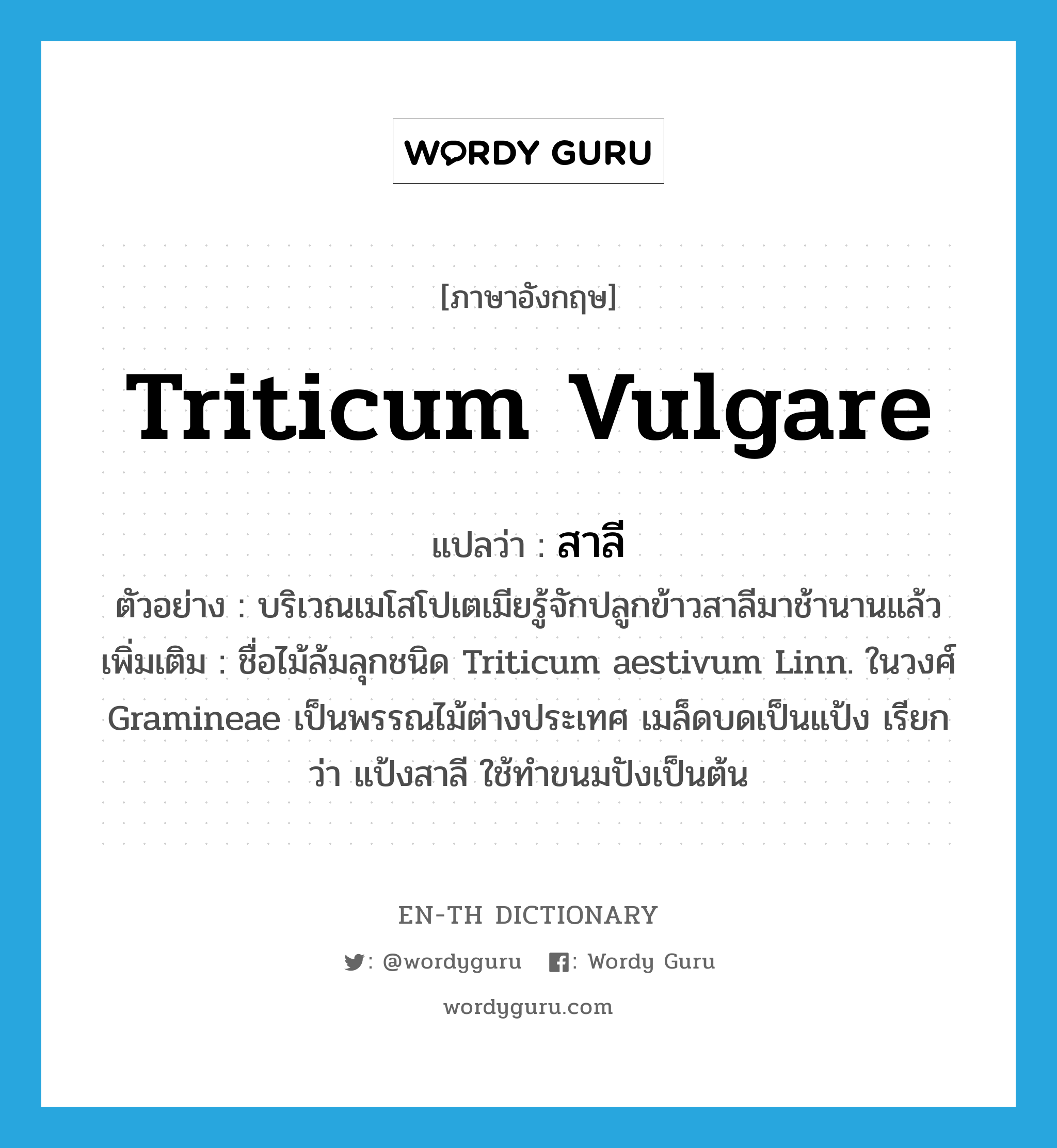 Triticum vulgare แปลว่า?, คำศัพท์ภาษาอังกฤษ Triticum vulgare แปลว่า สาลี ประเภท N ตัวอย่าง บริเวณเมโสโปเตเมียรู้จักปลูกข้าวสาลีมาช้านานแล้ว เพิ่มเติม ชื่อไม้ล้มลุกชนิด Triticum aestivum Linn. ในวงศ์ Gramineae เป็นพรรณไม้ต่างประเทศ เมล็ดบดเป็นแป้ง เรียกว่า แป้งสาลี ใช้ทำขนมปังเป็นต้น หมวด N