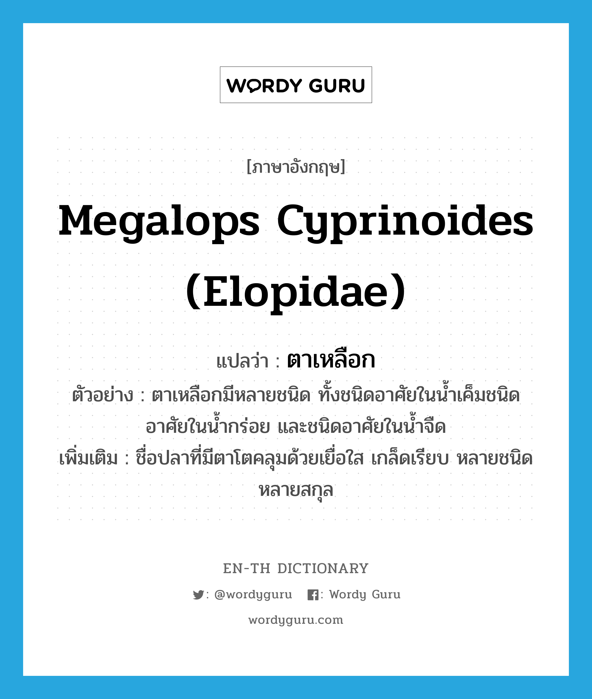 Megalops cyprinoides (Elopidae) แปลว่า?, คำศัพท์ภาษาอังกฤษ Megalops cyprinoides (Elopidae) แปลว่า ตาเหลือก ประเภท N ตัวอย่าง ตาเหลือกมีหลายชนิด ทั้งชนิดอาศัยในน้ำเค็มชนิดอาศัยในน้ำกร่อย และชนิดอาศัยในน้ำจืด เพิ่มเติม ชื่อปลาที่มีตาโตคลุมด้วยเยื่อใส เกล็ดเรียบ หลายชนิด หลายสกุล หมวด N