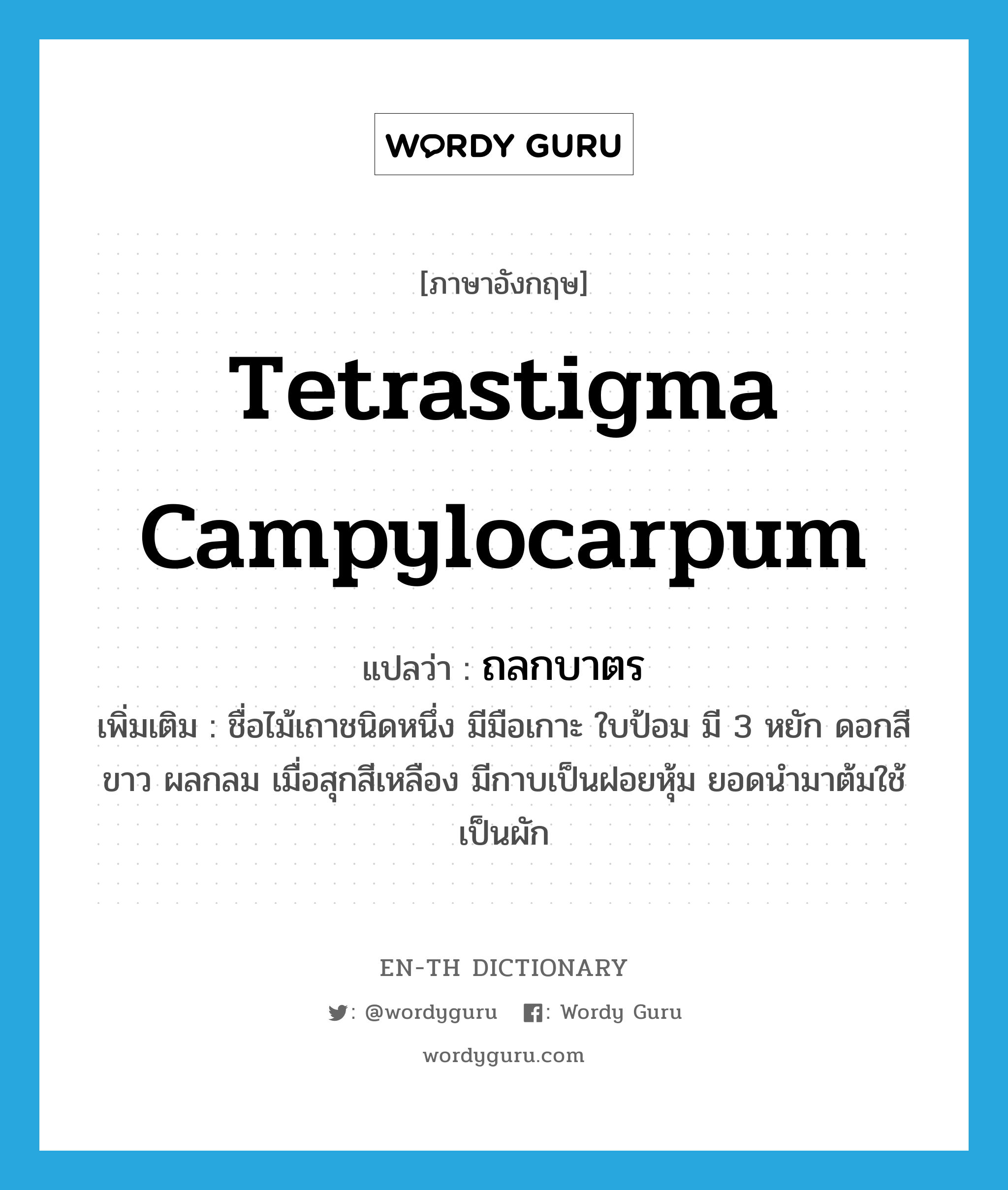 Tetrastigma campylocarpum แปลว่า?, คำศัพท์ภาษาอังกฤษ Tetrastigma campylocarpum แปลว่า ถลกบาตร ประเภท N เพิ่มเติม ชื่อไม้เถาชนิดหนึ่ง มีมือเกาะ ใบป้อม มี 3 หยัก ดอกสีขาว ผลกลม เมื่อสุกสีเหลือง มีกาบเป็นฝอยหุ้ม ยอดนำมาต้มใช้เป็นผัก หมวด N