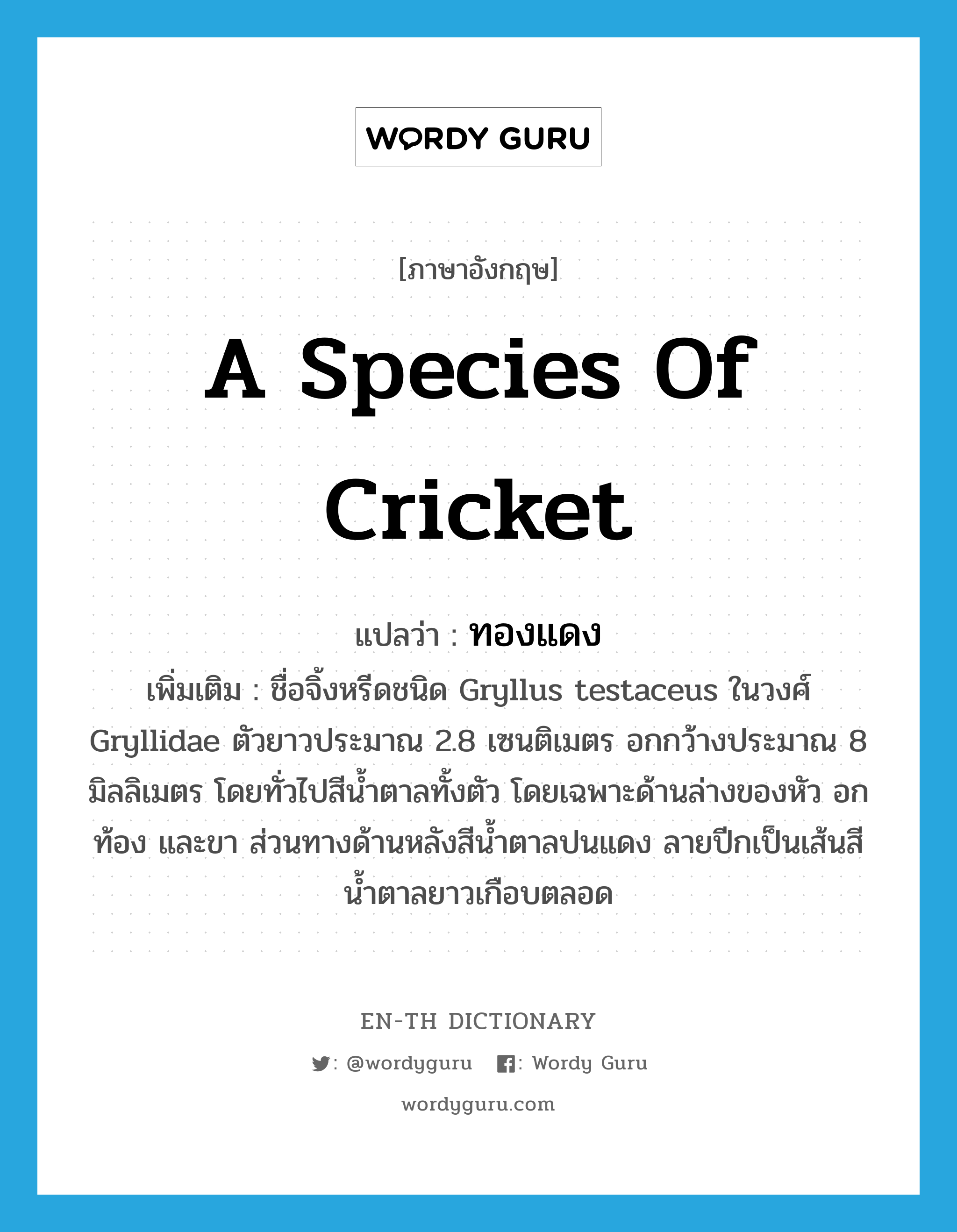 a species of cricket แปลว่า?, คำศัพท์ภาษาอังกฤษ a species of cricket แปลว่า ทองแดง ประเภท N เพิ่มเติม ชื่อจิ้งหรีดชนิด Gryllus testaceus ในวงศ์ Gryllidae ตัวยาวประมาณ 2.8 เซนติเมตร อกกว้างประมาณ 8 มิลลิเมตร โดยทั่วไปสีน้ำตาลทั้งตัว โดยเฉพาะด้านล่างของหัว อก ท้อง และขา ส่วนทางด้านหลังสีน้ำตาลปนแดง ลายปีกเป็นเส้นสีน้ำตาลยาวเกือบตลอด หมวด N