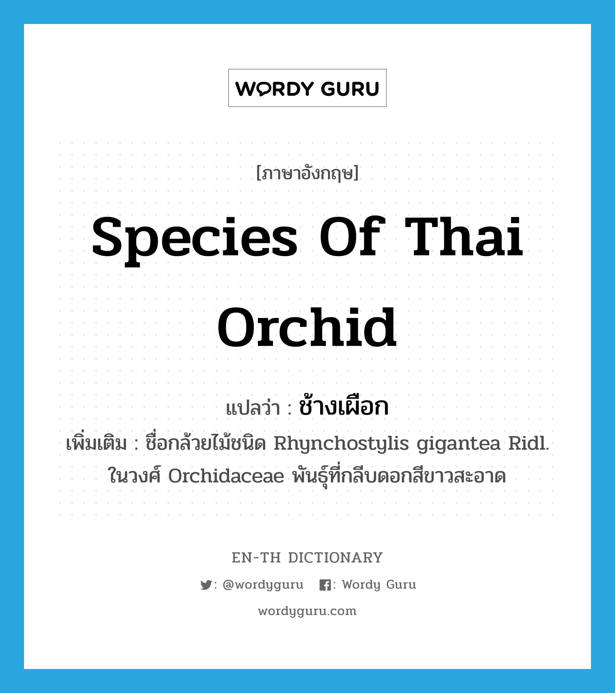 species of Thai orchid แปลว่า?, คำศัพท์ภาษาอังกฤษ species of Thai orchid แปลว่า ช้างเผือก ประเภท N เพิ่มเติม ชื่อกล้วยไม้ชนิด Rhynchostylis gigantea Ridl. ในวงศ์ Orchidaceae พันธุ์ที่กลีบดอกสีขาวสะอาด หมวด N
