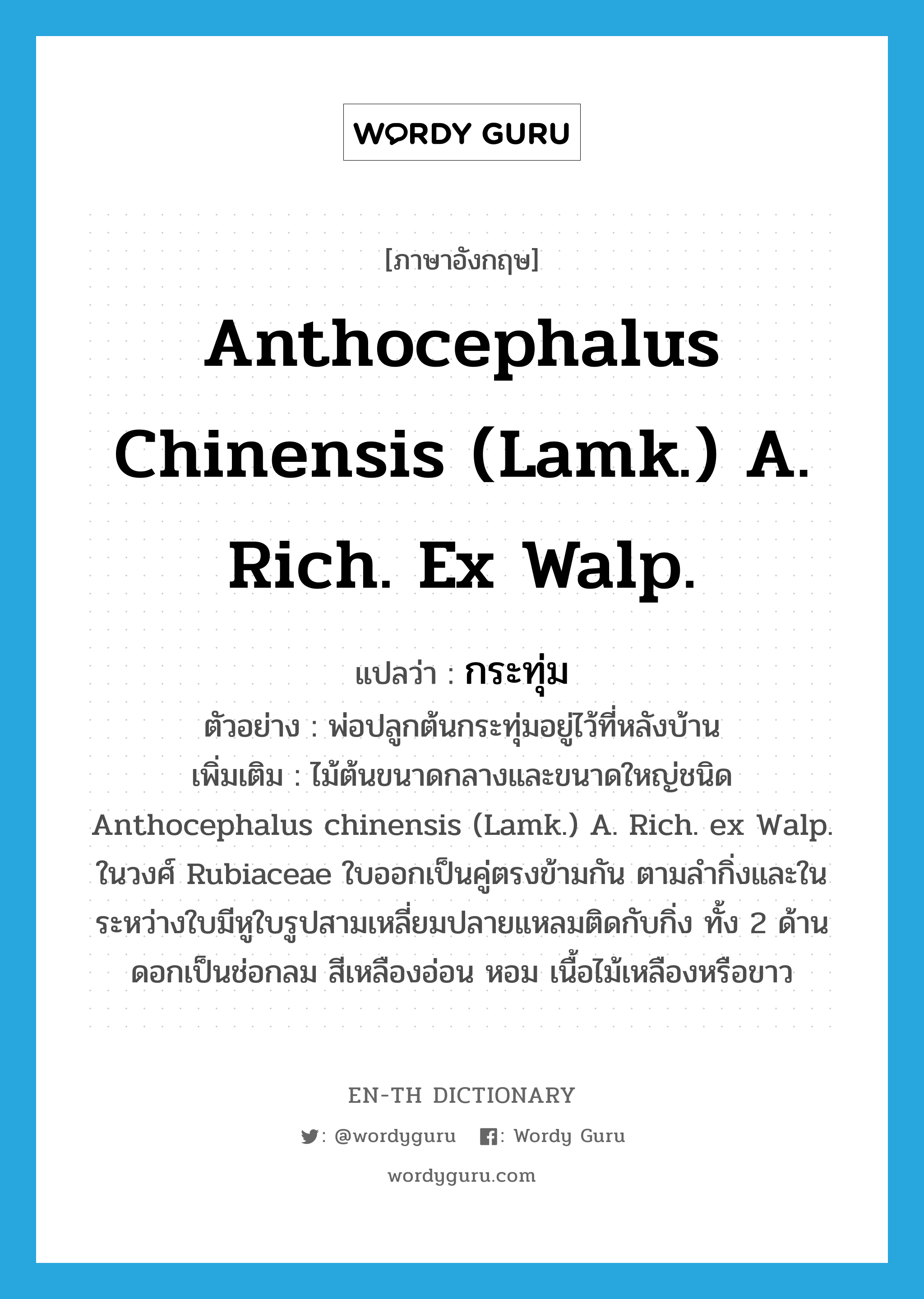 Anthocephalus chinensis (Lamk.) A. Rich. ex Walp. แปลว่า?, คำศัพท์ภาษาอังกฤษ Anthocephalus chinensis (Lamk.) A. Rich. ex Walp. แปลว่า กระทุ่ม ประเภท N ตัวอย่าง พ่อปลูกต้นกระทุ่มอยู่ไว้ที่หลังบ้าน เพิ่มเติม ไม้ต้นขนาดกลางและขนาดใหญ่ชนิด Anthocephalus chinensis (Lamk.) A. Rich. ex Walp. ในวงศ์ Rubiaceae ใบออกเป็นคู่ตรงข้ามกัน ตามลำกิ่งและในระหว่างใบมีหูใบรูปสามเหลี่ยมปลายแหลมติดกับกิ่ง ทั้ง 2 ด้าน ดอกเป็นช่อกลม สีเหลืองอ่อน หอม เนื้อไม้เหลืองหรือขาว หมวด N