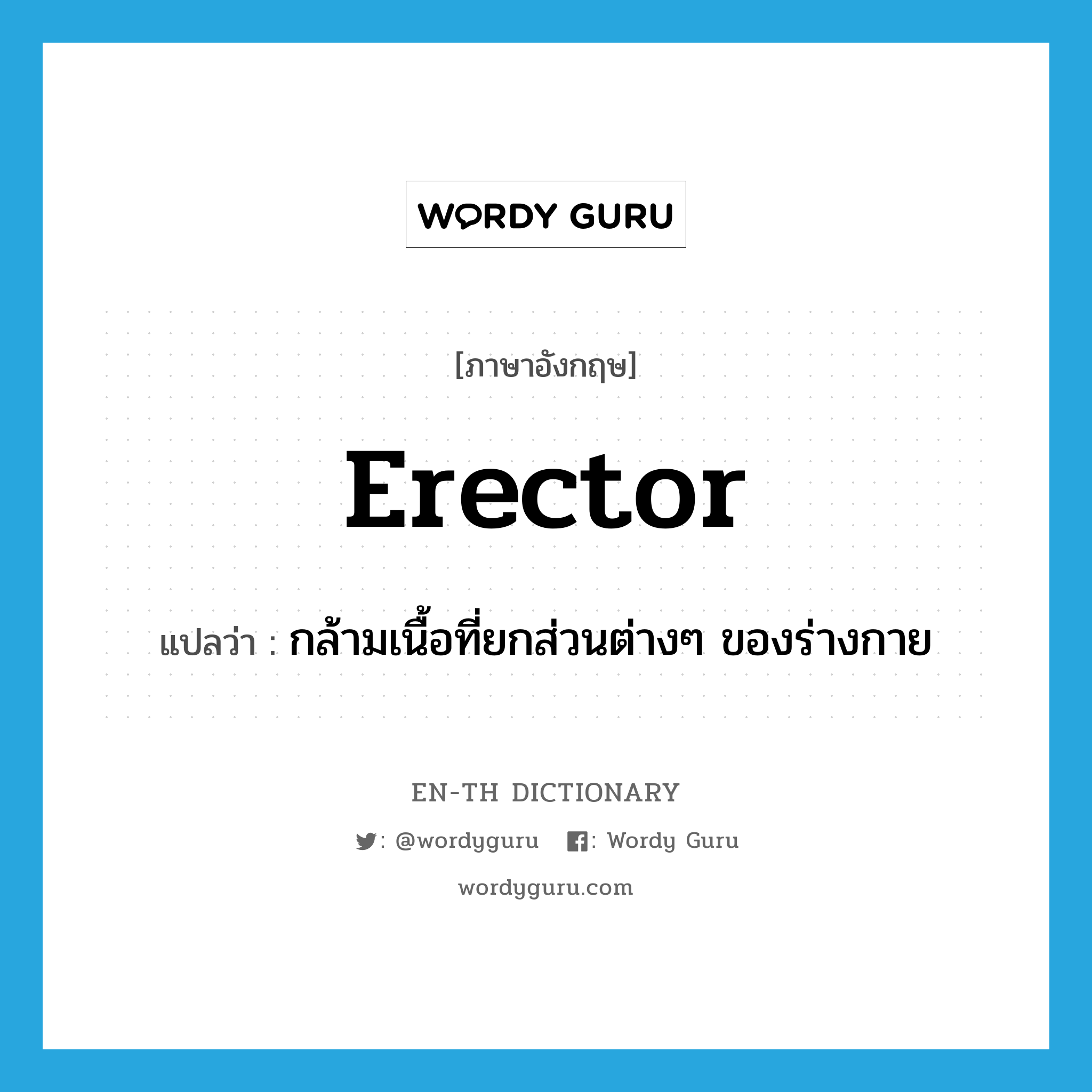 erector แปลว่า?, คำศัพท์ภาษาอังกฤษ erector แปลว่า กล้ามเนื้อที่ยกส่วนต่างๆ ของร่างกาย ประเภท N หมวด N