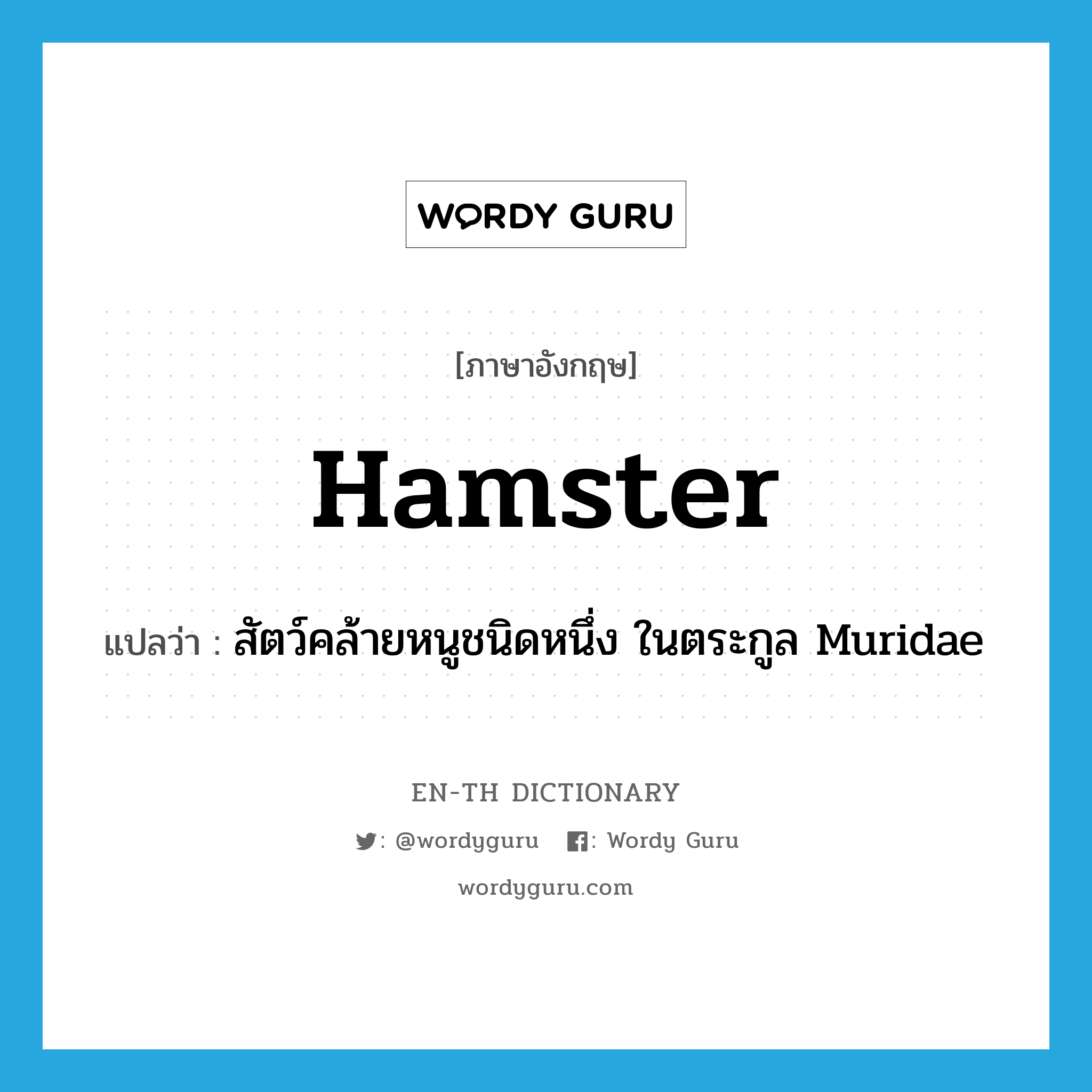 hamster แปลว่า?, คำศัพท์ภาษาอังกฤษ hamster แปลว่า สัตว์คล้ายหนูชนิดหนึ่ง ในตระกูล Muridae ประเภท N หมวด N