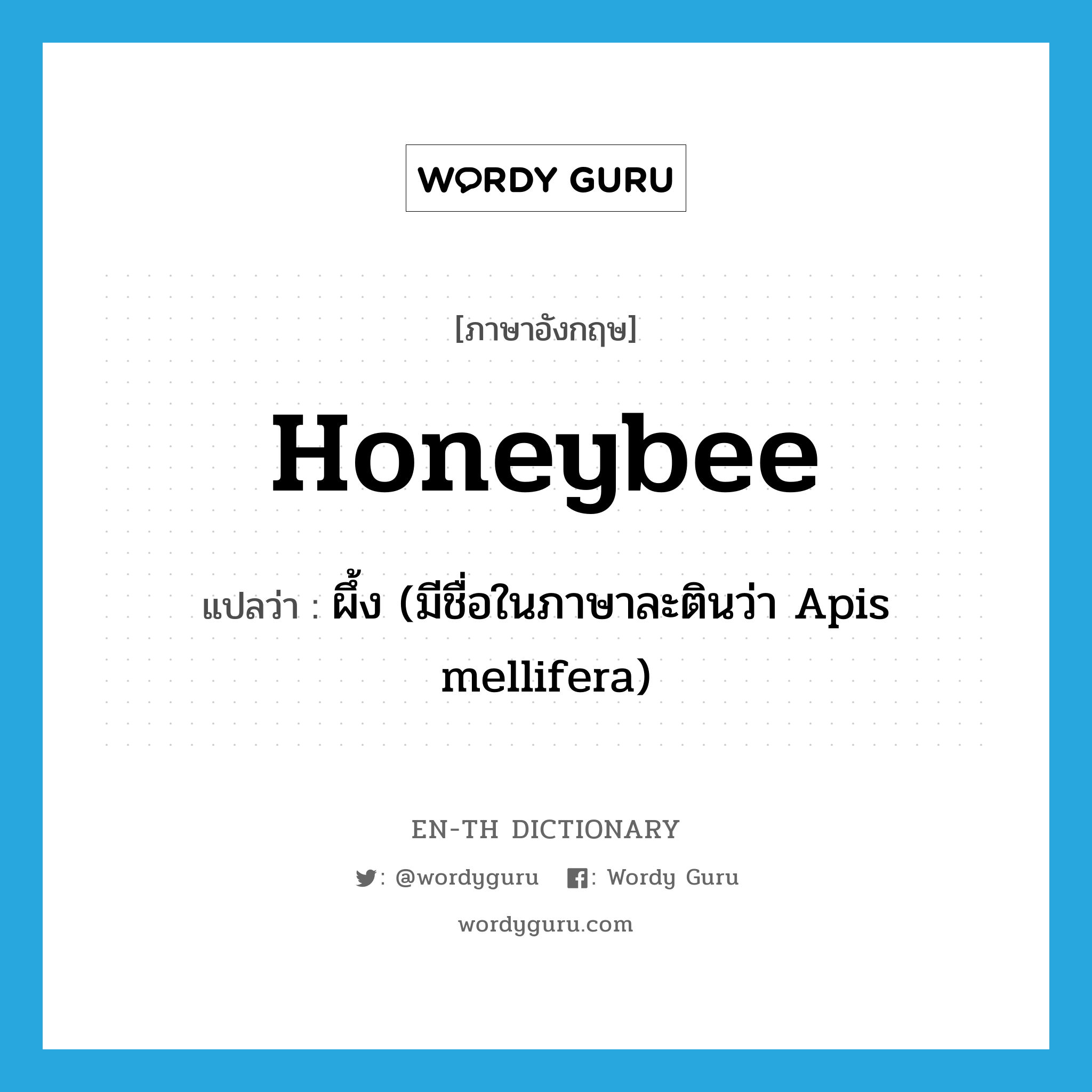 honeybee แปลว่า?, คำศัพท์ภาษาอังกฤษ honeybee แปลว่า ผึ้ง (มีชื่อในภาษาละตินว่า Apis mellifera) ประเภท N หมวด N