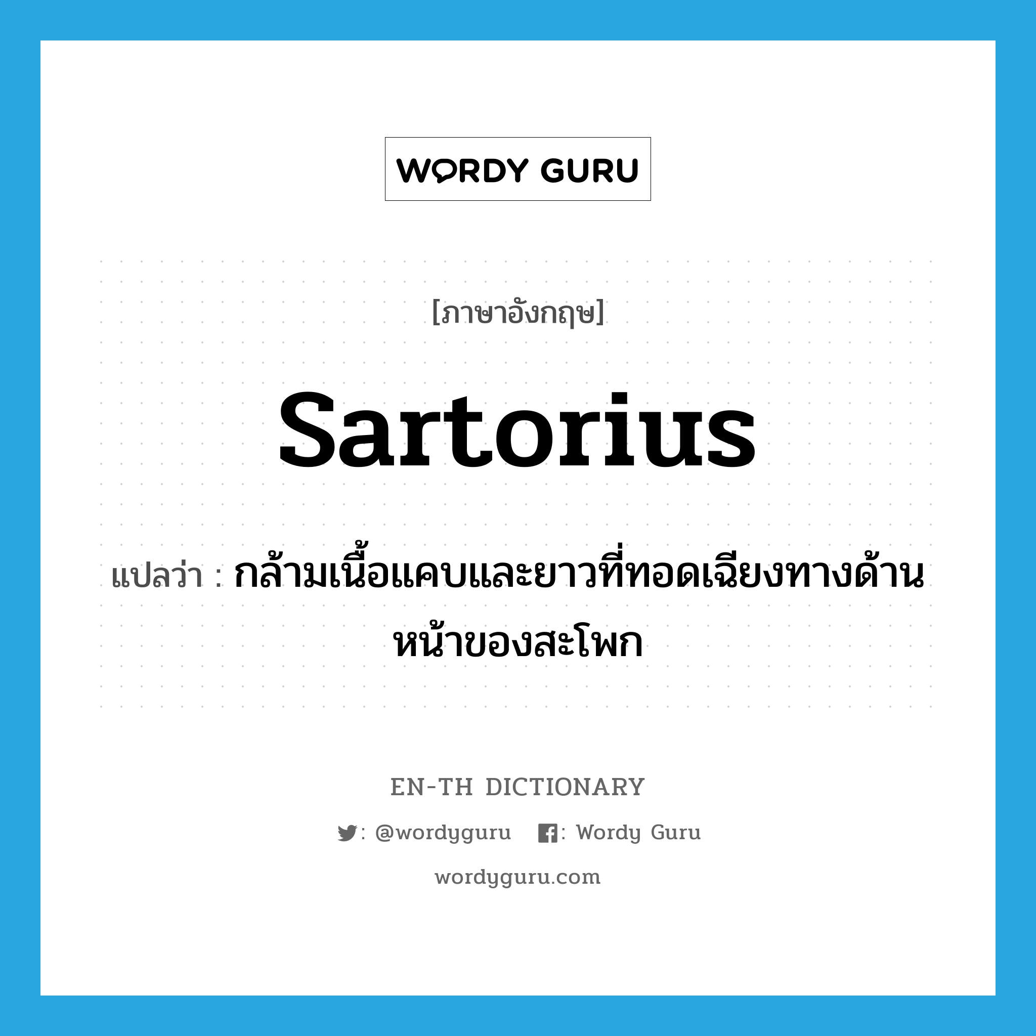 sartorius แปลว่า?, คำศัพท์ภาษาอังกฤษ sartorius แปลว่า กล้ามเนื้อแคบและยาวที่ทอดเฉียงทางด้านหน้าของสะโพก ประเภท N หมวด N