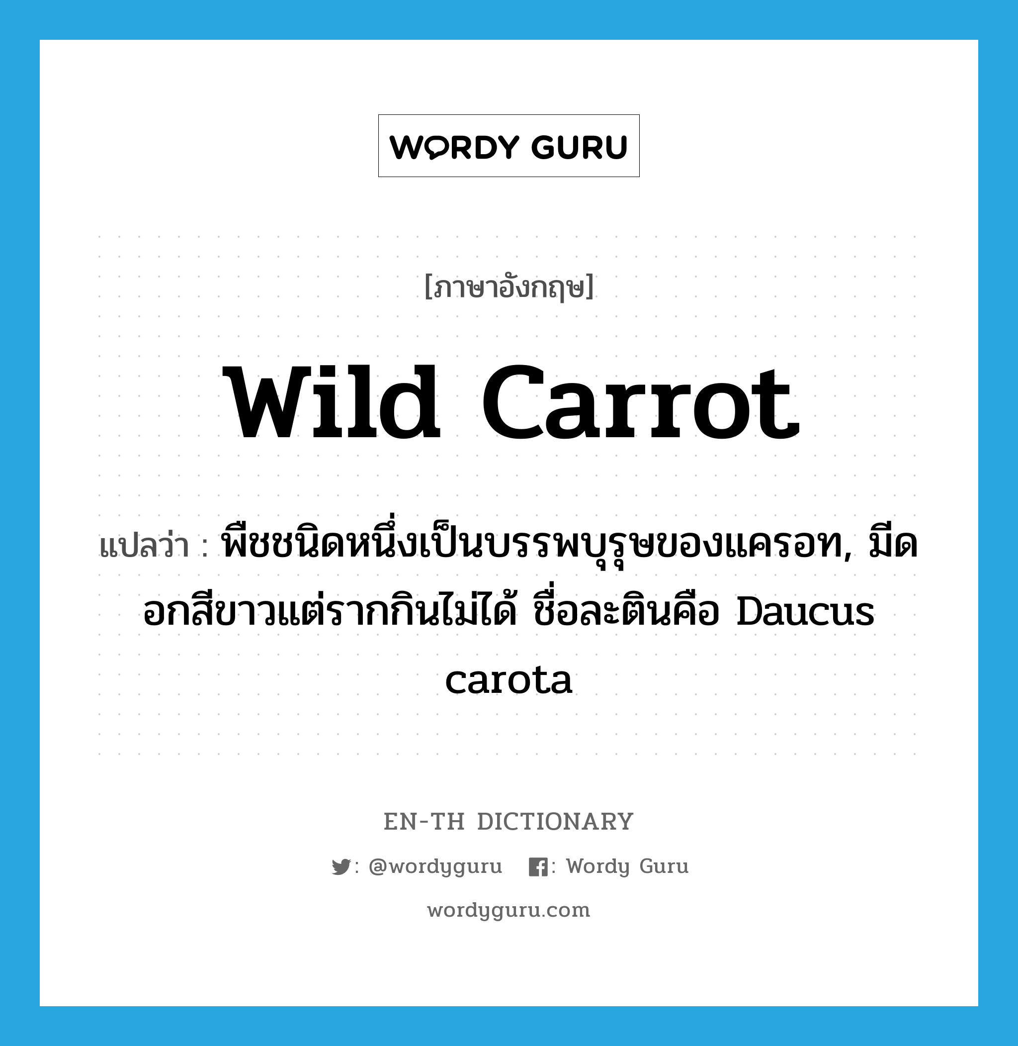 wild carrot แปลว่า?, คำศัพท์ภาษาอังกฤษ wild carrot แปลว่า พืชชนิดหนึ่งเป็นบรรพบุรุษของแครอท, มีดอกสีขาวแต่รากกินไม่ได้ ชื่อละตินคือ Daucus carota ประเภท N หมวด N