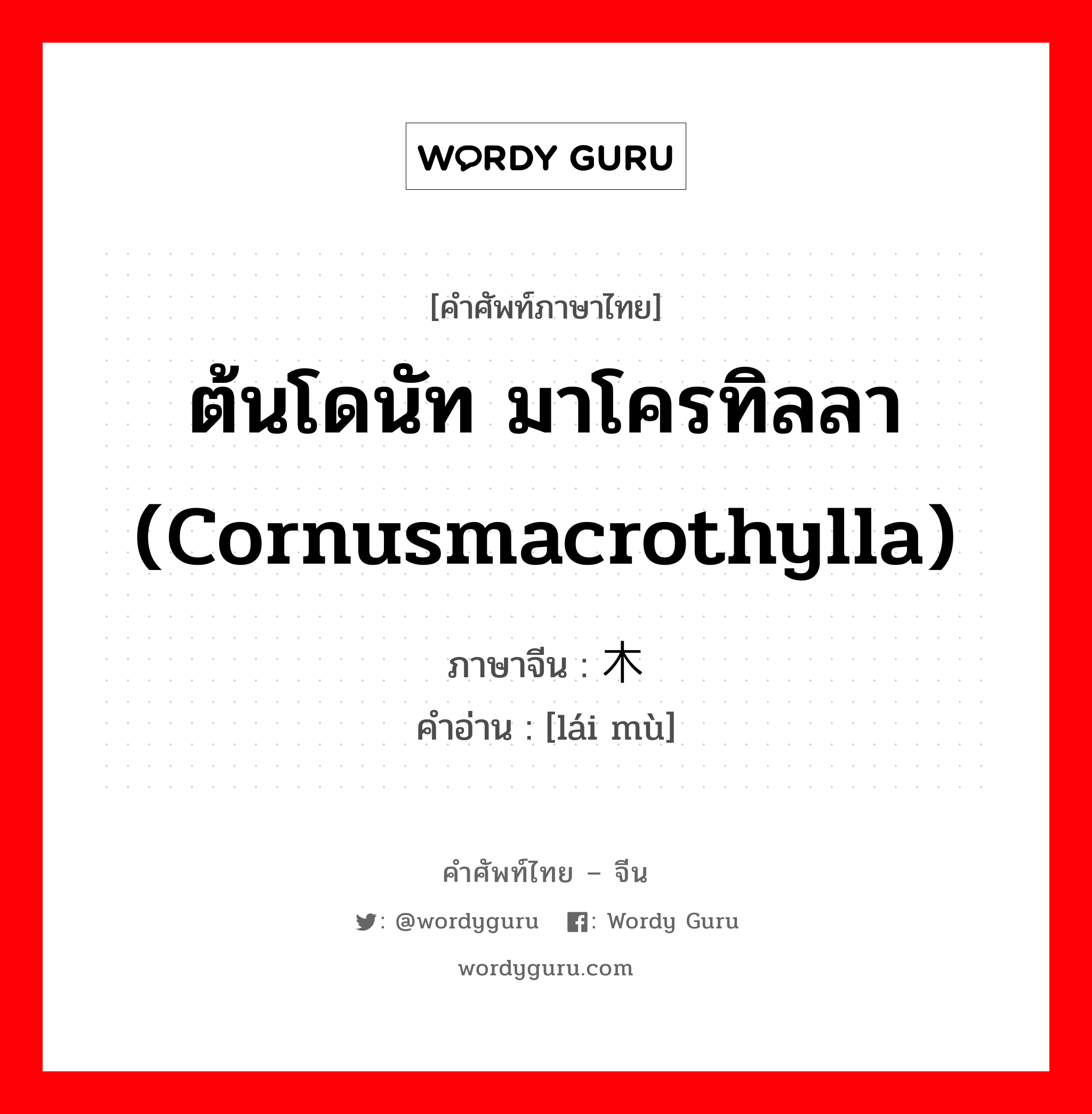 ต้นโดนัท มาโครทิลลา (Cornusmacrothylla) ภาษาจีนคืออะไร, คำศัพท์ภาษาไทย - จีน ต้นโดนัท มาโครทิลลา (Cornusmacrothylla) ภาษาจีน 梾木 คำอ่าน [lái mù]