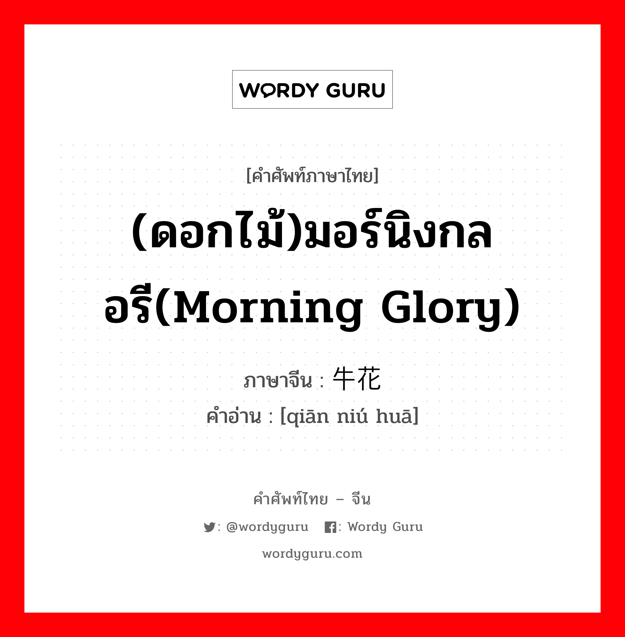 (ดอกไม้)มอร์นิงกลอรี(morning glory) ภาษาจีนคืออะไร, คำศัพท์ภาษาไทย - จีน (ดอกไม้)มอร์นิงกลอรี(morning glory) ภาษาจีน 牵牛花 คำอ่าน [qiān niú huā]
