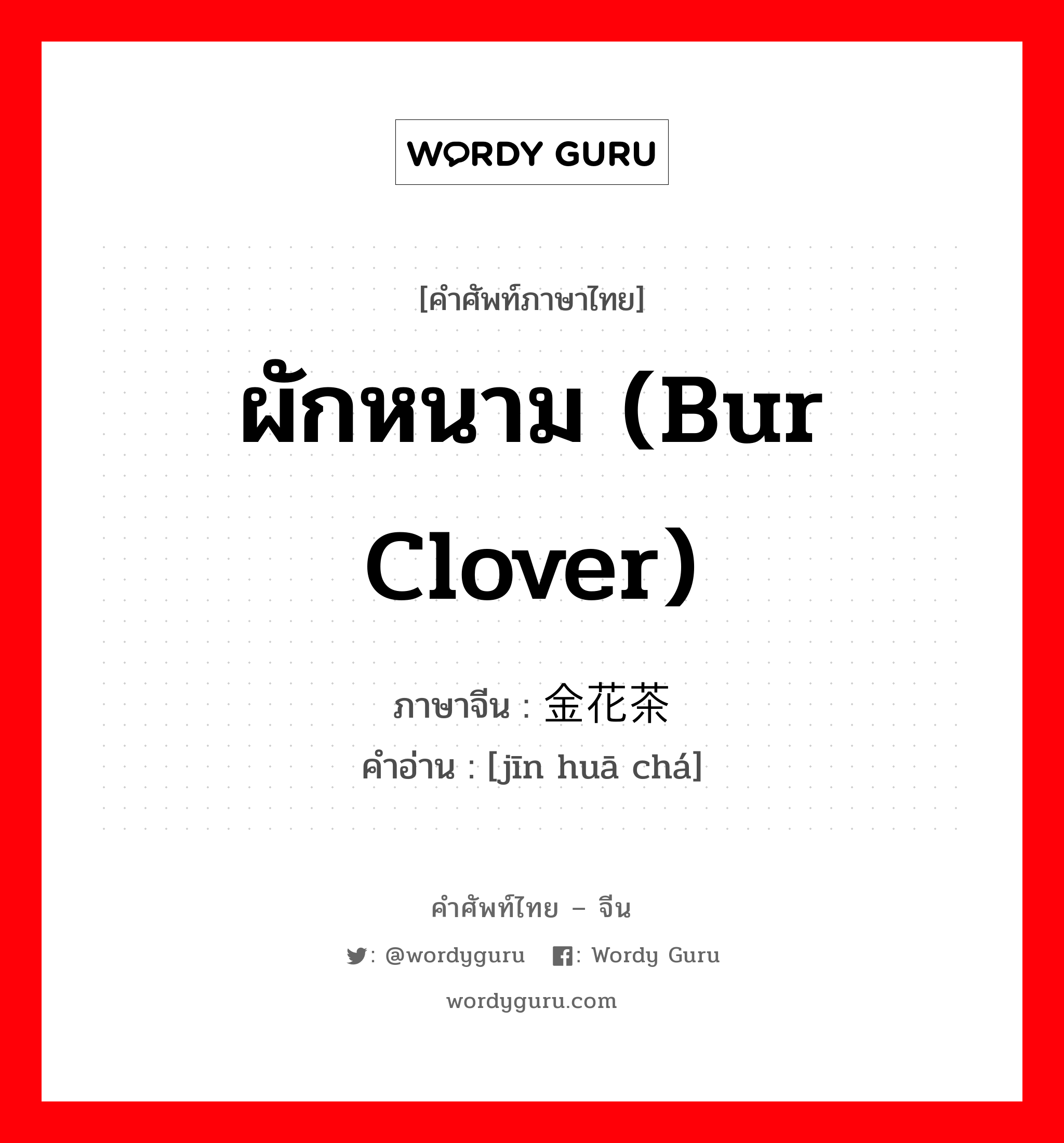 ผักหนาม (bur clover) ภาษาจีนคืออะไร, คำศัพท์ภาษาไทย - จีน ผักหนาม (bur clover) ภาษาจีน 金花茶 คำอ่าน [jīn huā chá]
