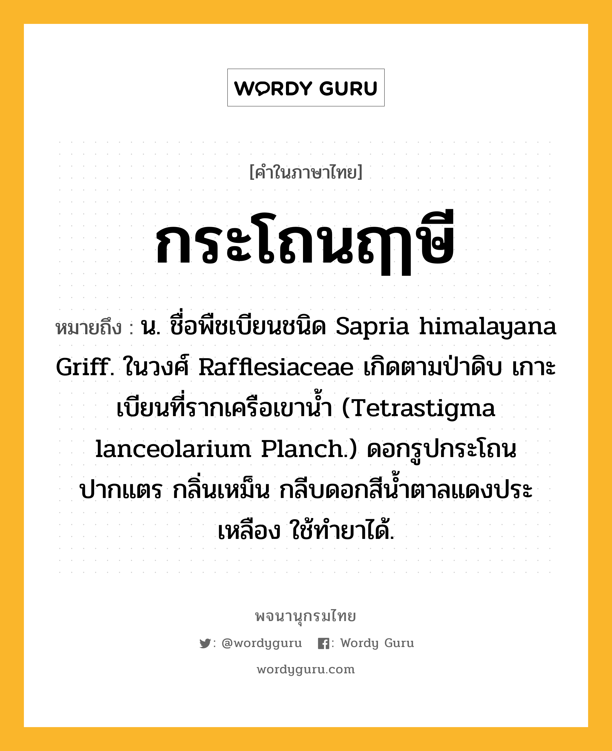 กระโถนฤๅษี หมายถึงอะไร?, คำในภาษาไทย กระโถนฤๅษี หมายถึง น. ชื่อพืชเบียนชนิด Sapria himalayana Griff. ในวงศ์ Rafflesiaceae เกิดตามป่าดิบ เกาะเบียนที่รากเครือเขานํ้า (Tetrastigma lanceolarium Planch.) ดอกรูปกระโถนปากแตร กลิ่นเหม็น กลีบดอกสีนํ้าตาลแดงประเหลือง ใช้ทํายาได้.