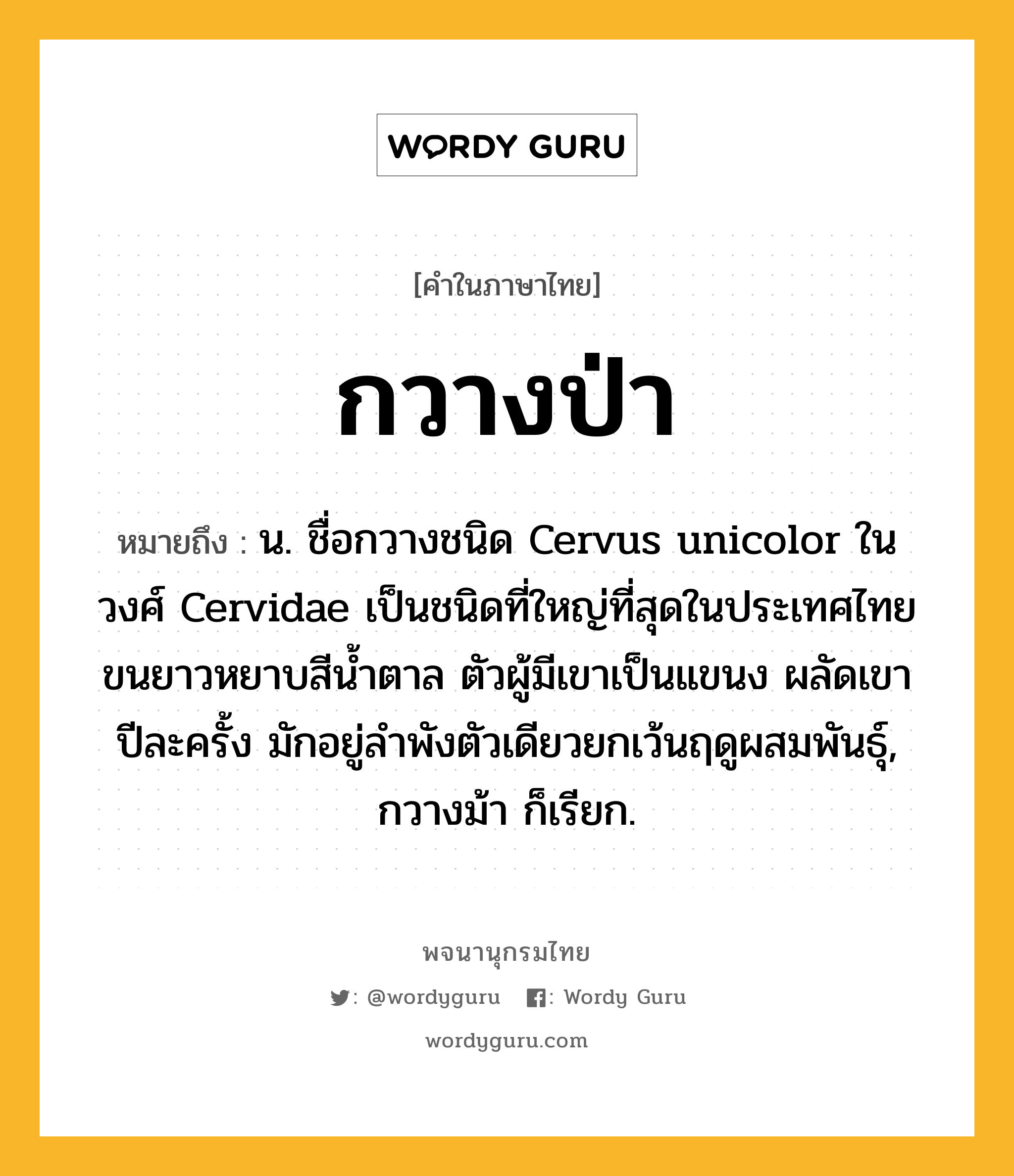 กวางป่า ความหมาย หมายถึงอะไร?, คำในภาษาไทย กวางป่า หมายถึง น. ชื่อกวางชนิด Cervus unicolor ในวงศ์ Cervidae เป็นชนิดที่ใหญ่ที่สุดในประเทศไทย ขนยาวหยาบสีน้ำตาล ตัวผู้มีเขาเป็นแขนง ผลัดเขาปีละครั้ง มักอยู่ลำพังตัวเดียวยกเว้นฤดูผสมพันธุ์, กวางม้า ก็เรียก.