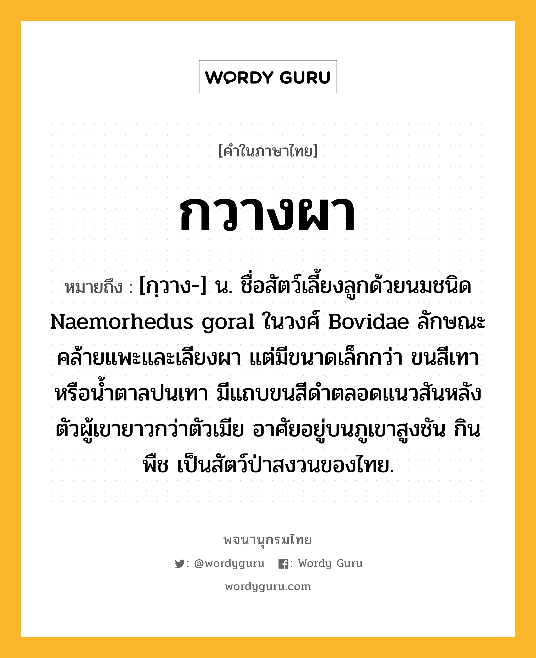 กวางผา ความหมาย หมายถึงอะไร?, คำในภาษาไทย กวางผา หมายถึง [กฺวาง-] น. ชื่อสัตว์เลี้ยงลูกด้วยนมชนิด Naemorhedus goral ในวงศ์ Bovidae ลักษณะคล้ายแพะและเลียงผา แต่มีขนาดเล็กกว่า ขนสีเทาหรือน้ำตาลปนเทา มีแถบขนสีดำตลอดแนวสันหลัง ตัวผู้เขายาวกว่าตัวเมีย อาศัยอยู่บนภูเขาสูงชัน กินพืช เป็นสัตว์ป่าสงวนของไทย.