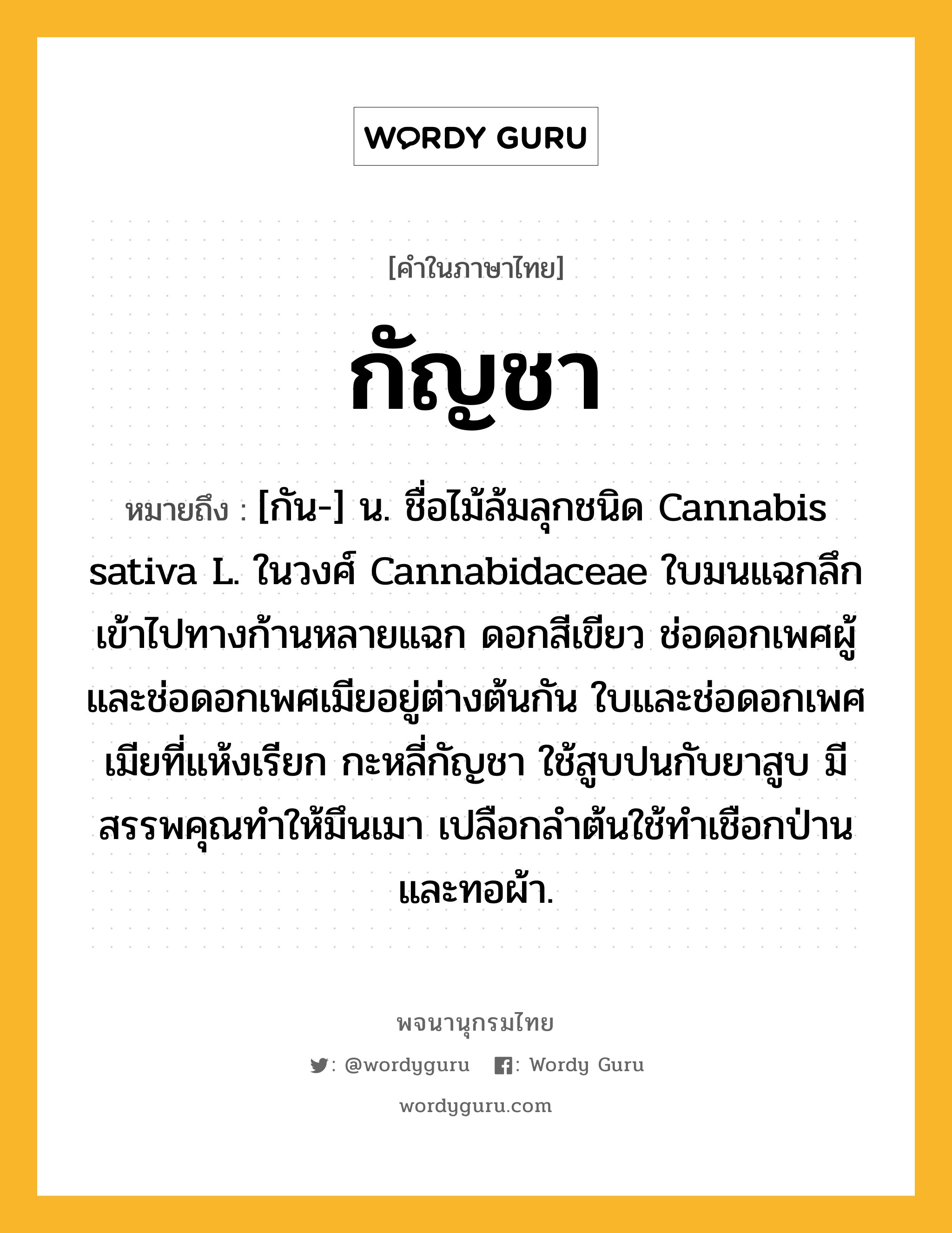 กัญชา หมายถึงอะไร?, คำในภาษาไทย กัญชา หมายถึง [กัน-] น. ชื่อไม้ล้มลุกชนิด Cannabis sativa L. ในวงศ์ Cannabidaceae ใบมนแฉกลึกเข้าไปทางก้านหลายแฉก ดอกสีเขียว ช่อดอกเพศผู้และช่อดอกเพศเมียอยู่ต่างต้นกัน ใบและช่อดอกเพศเมียที่แห้งเรียก กะหลี่กัญชา ใช้สูบปนกับยาสูบ มีสรรพคุณทําให้มึนเมา เปลือกลําต้นใช้ทําเชือกป่าน และทอผ้า.