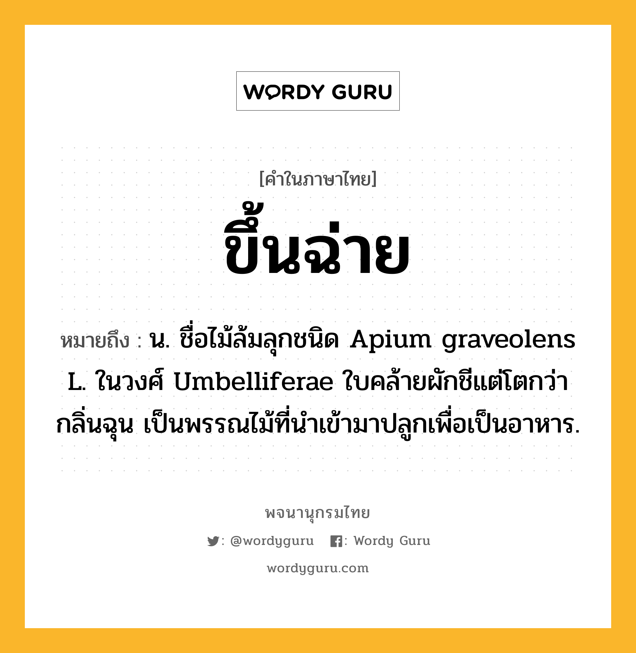 ขึ้นฉ่าย หมายถึงอะไร?, คำในภาษาไทย ขึ้นฉ่าย หมายถึง น. ชื่อไม้ล้มลุกชนิด Apium graveolens L. ในวงศ์ Umbelliferae ใบคล้ายผักชีแต่โตกว่า กลิ่นฉุน เป็นพรรณไม้ที่นําเข้ามาปลูกเพื่อเป็นอาหาร.
