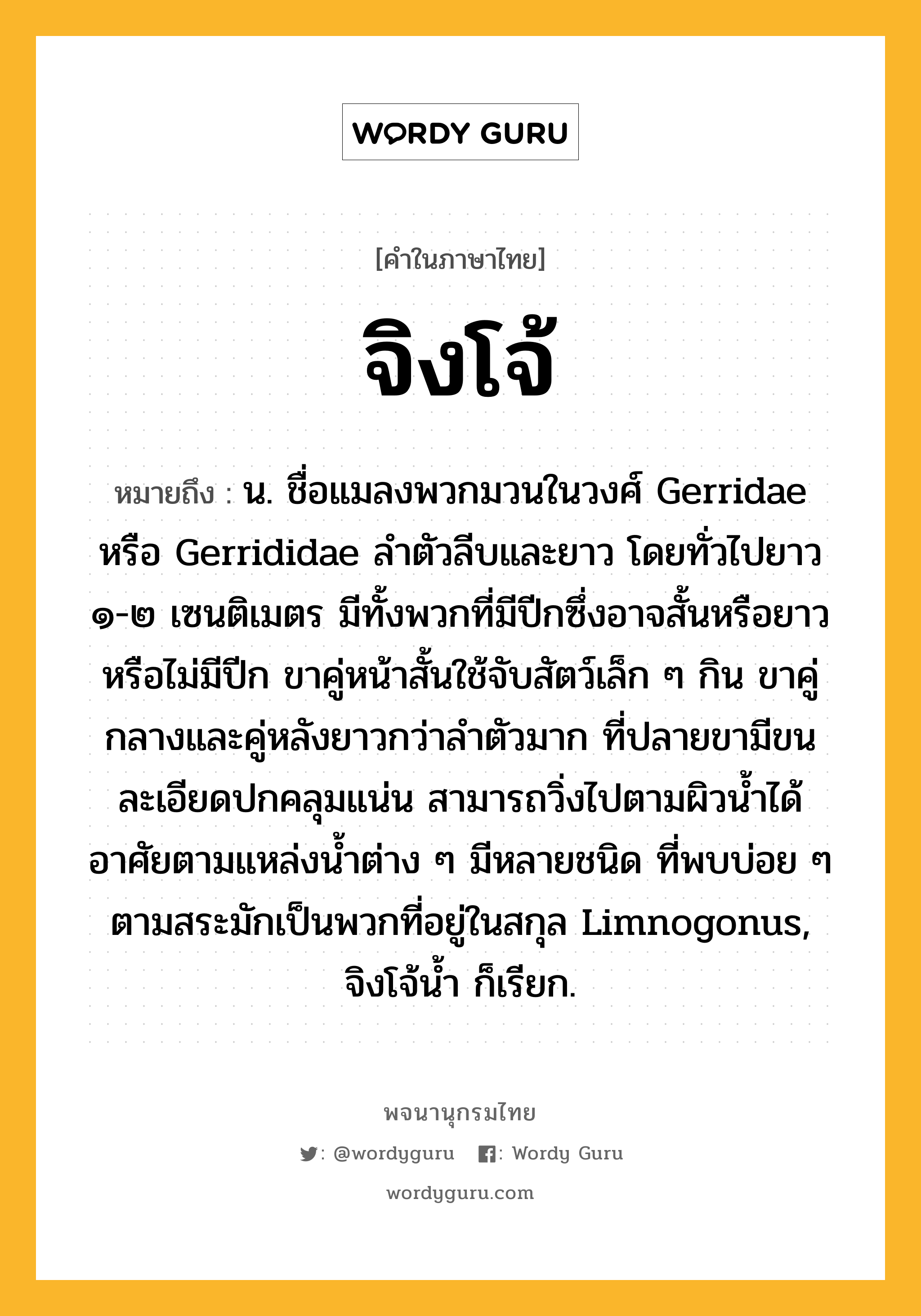 จิงโจ้ ความหมาย หมายถึงอะไร?, คำในภาษาไทย จิงโจ้ หมายถึง น. ชื่อแมลงพวกมวนในวงศ์ Gerridae หรือ Gerrididae ลําตัวลีบและยาว โดยทั่วไปยาว ๑-๒ เซนติเมตร มีทั้งพวกที่มีปีกซึ่งอาจสั้นหรือยาวหรือไม่มีปีก ขาคู่หน้าสั้นใช้จับสัตว์เล็ก ๆ กิน ขาคู่กลางและคู่หลังยาวกว่าลําตัวมาก ที่ปลายขามีขนละเอียดปกคลุมแน่น สามารถวิ่งไปตามผิวนํ้าได้ อาศัยตามแหล่งนํ้าต่าง ๆ มีหลายชนิด ที่พบบ่อย ๆ ตามสระมักเป็นพวกที่อยู่ในสกุล Limnogonus, จิงโจ้นํ้า ก็เรียก.